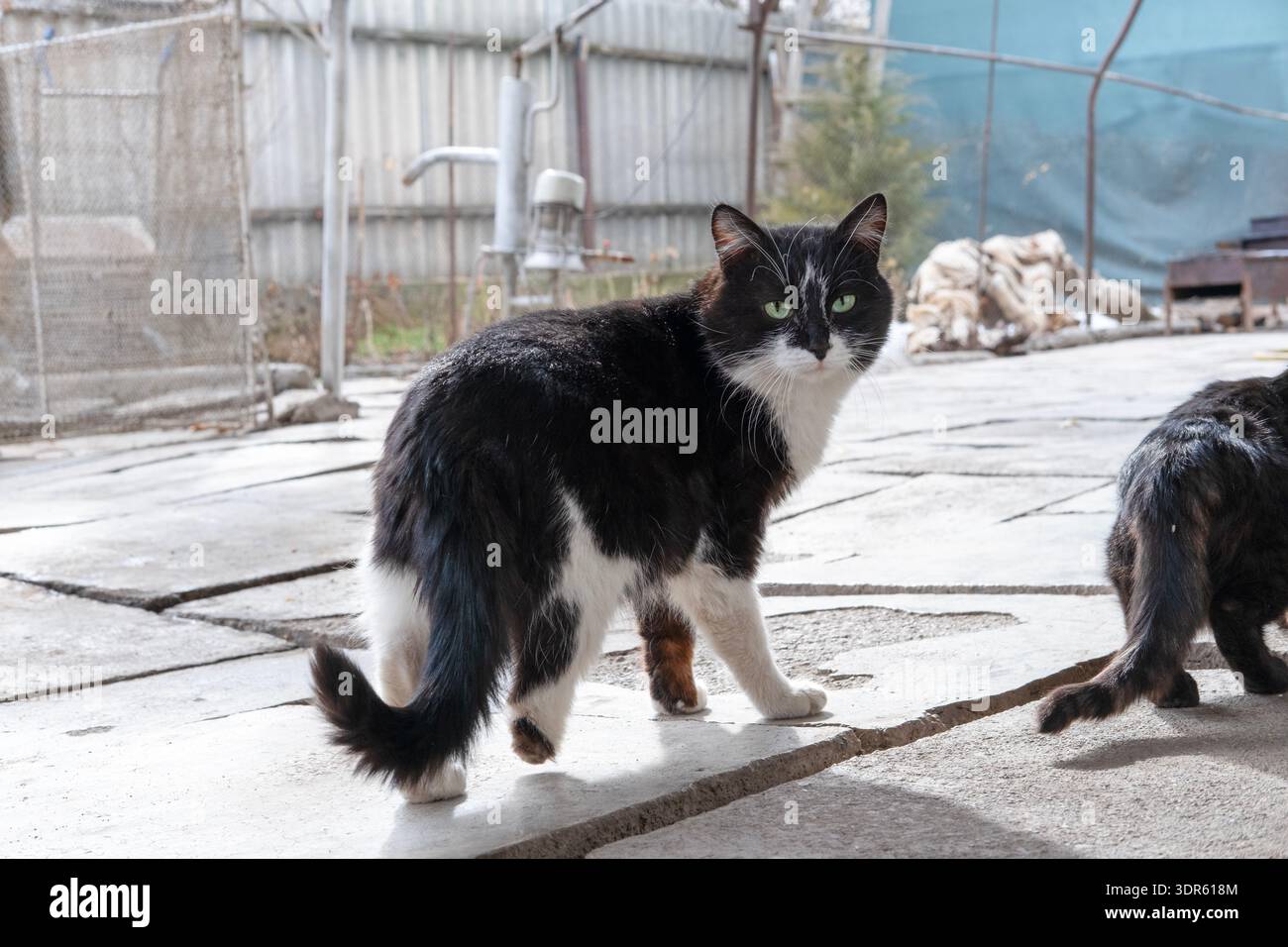 Graue Katze, die auf der Straße läuft. Stockfoto