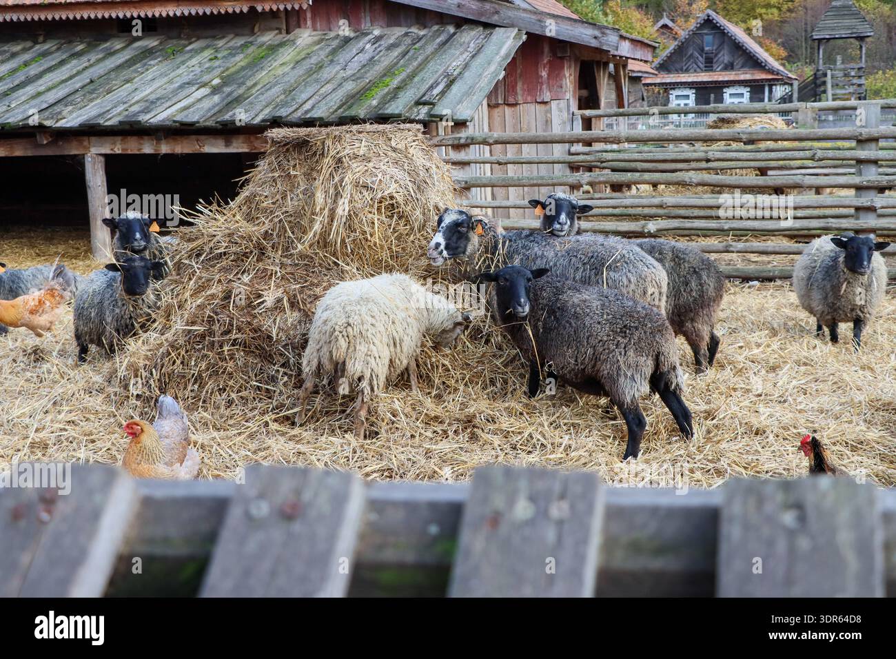 Haustiere und Vögel auf einem Bauernhof in der Nähe eines Heubodens Stockfoto