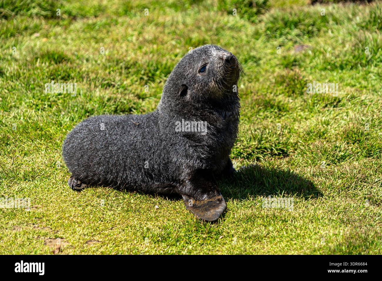 Nahaufnahme eines pelzigen antarktischen Robbenjungen (Arctocephalus gazella) an den Ufern von Grytviken, Südgeorgien Stockfoto