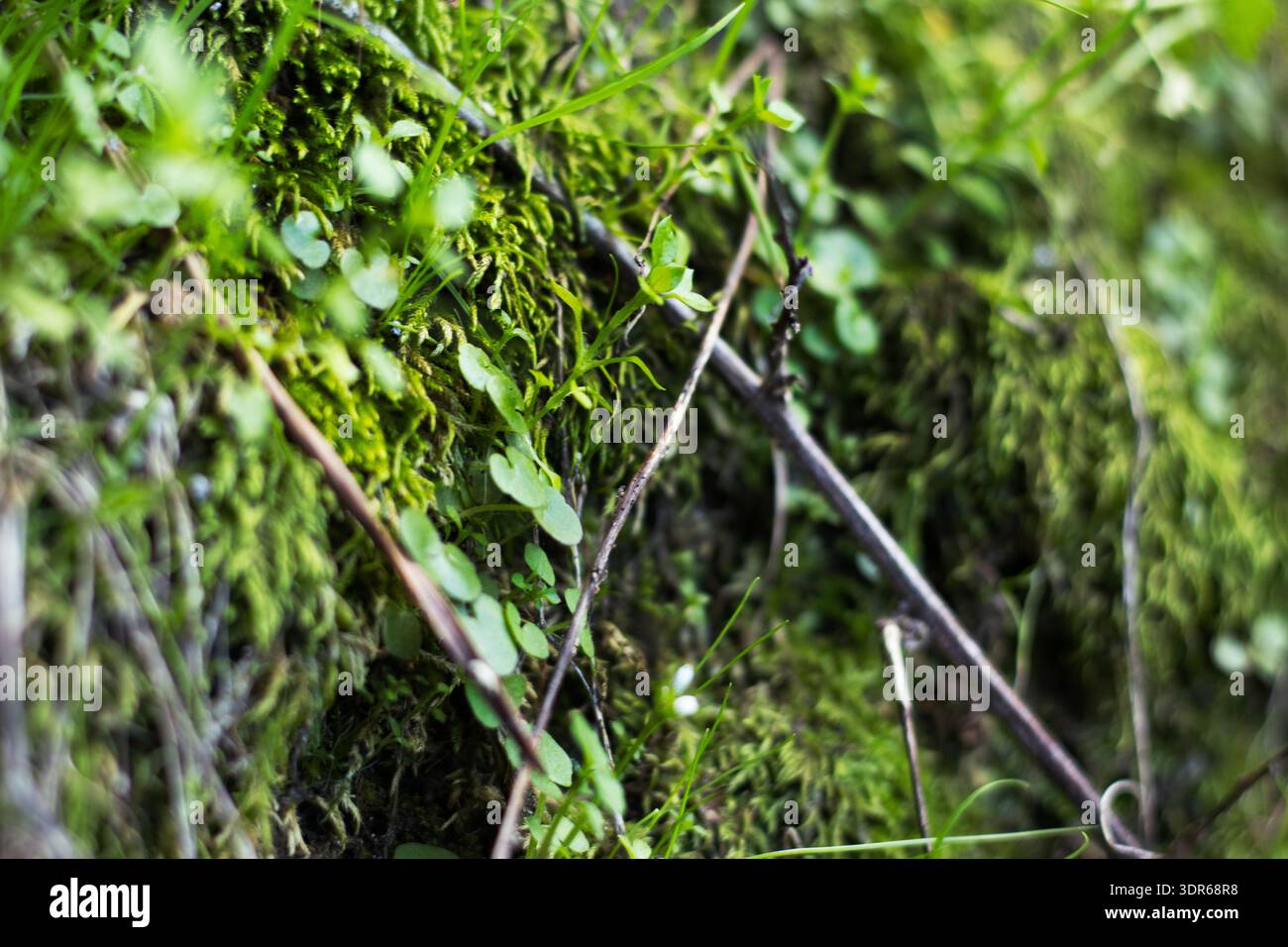 Moos Auf Der Gebäudewand Mit Zweigen Stockfoto