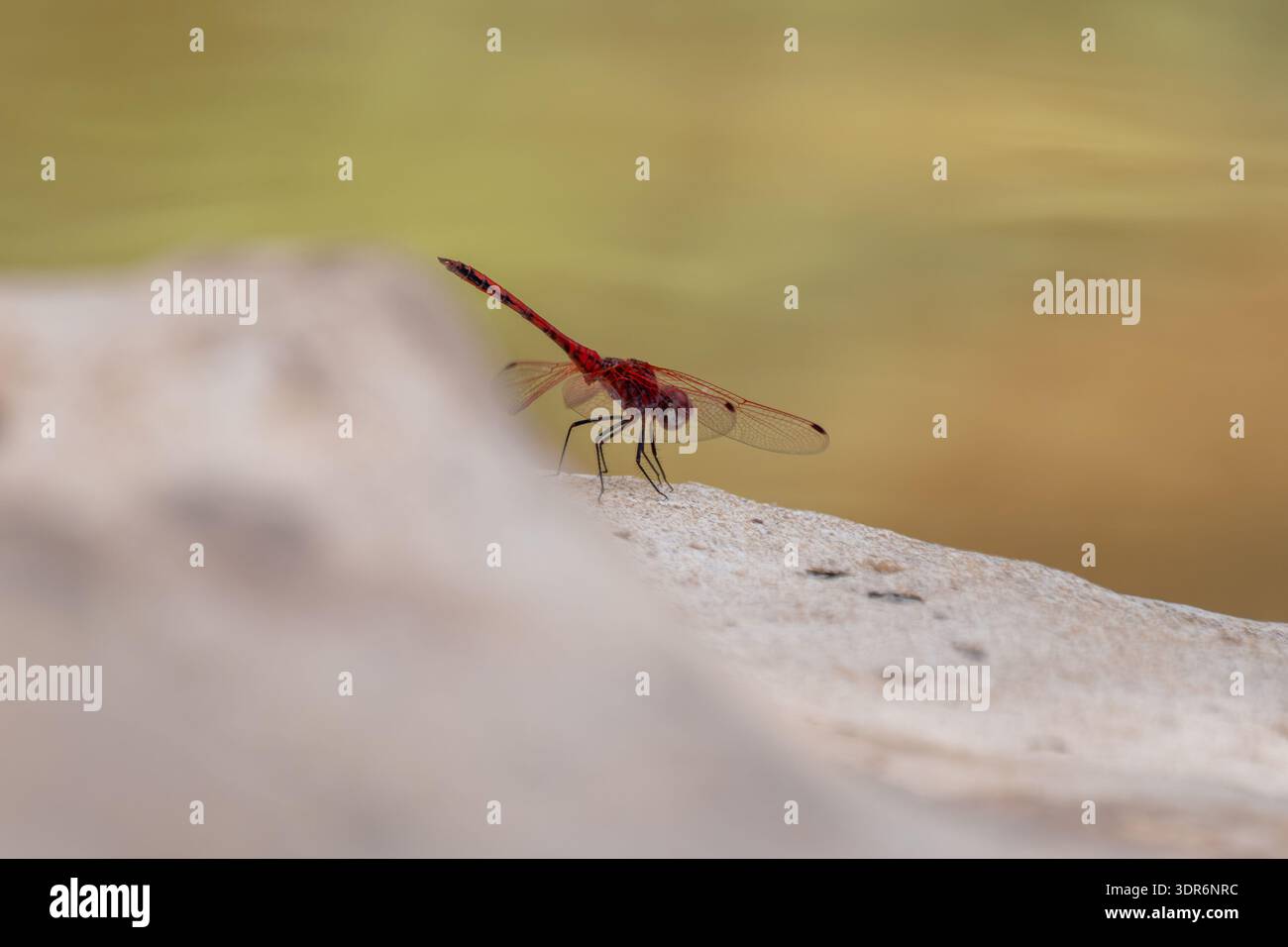 Rote TropfLibelle männlich (Trithemis arteriosa) auf Stein, Ägypten Stockfoto