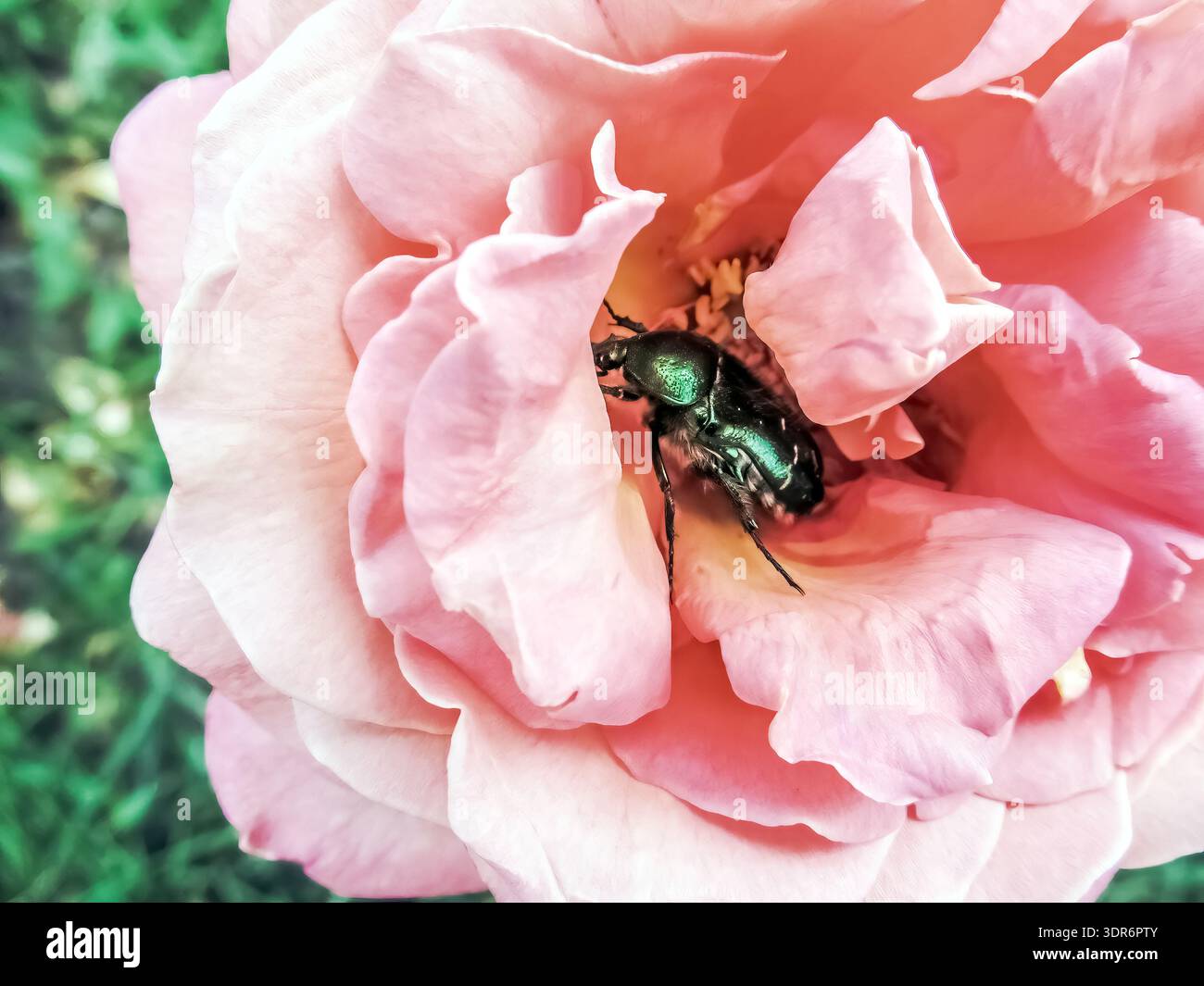 Grüner metallischer Cetonia aurata-Käfer auf rosafarbener Rosenblüte mit zarten mehrschichtigen Blütenblättern. Rosenscheuer-Schädlingsinsekte besucht blühende Rosenblüte Stockfoto