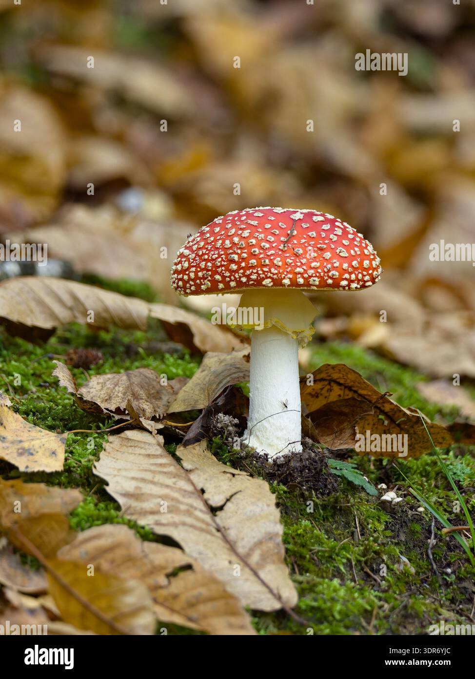Fliegenpilz (Amanita muscaria), giftiger Wildpilz mit hellroter Kappe, bedeckt mit weißen Warzen, die in natürlichen Waldgebieten wachsen. Giftiger Pilz Stockfoto