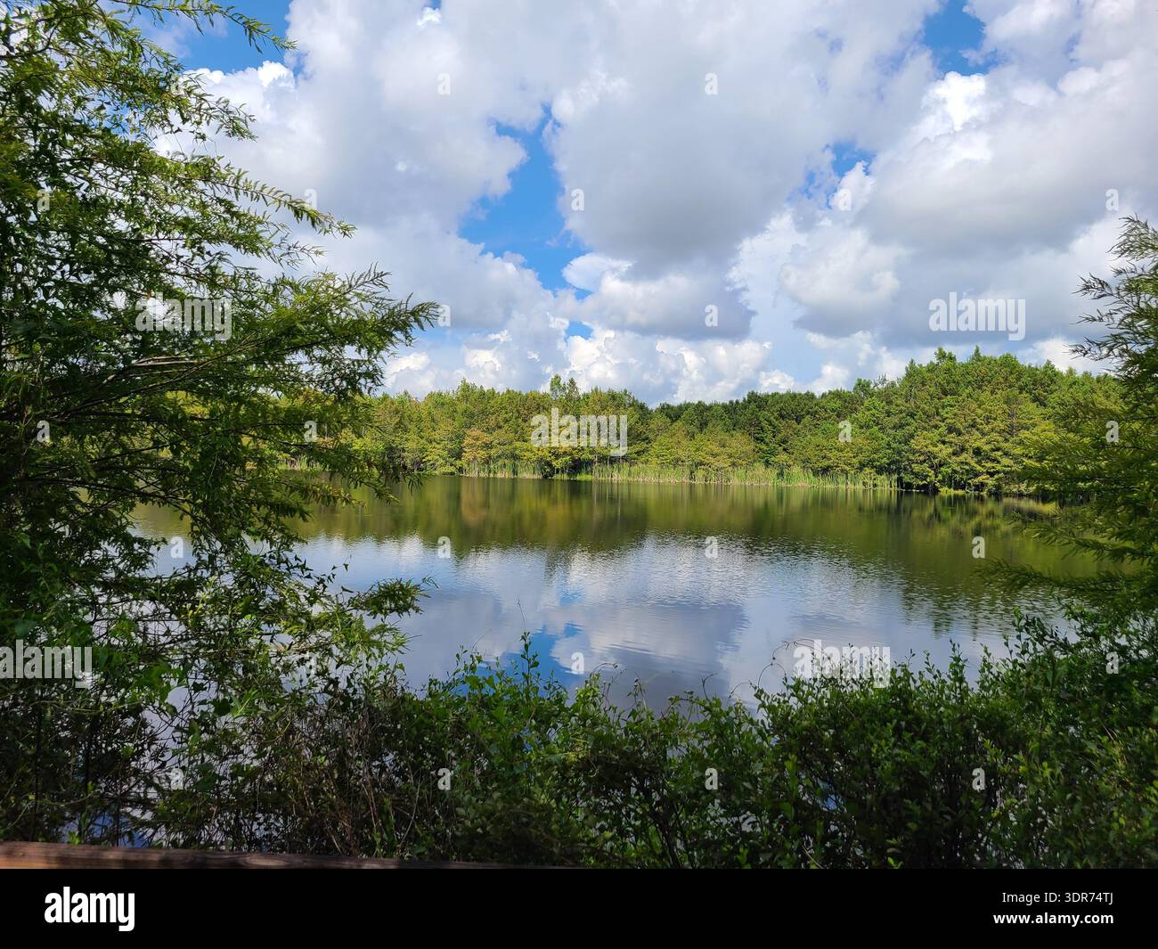 NUR REDAKTIONELLE VERWENDUNG – SIX MILE CYPRESS SLOUGH PRESERVE, FT. MYERS FLORIDA: Atemberaubende Spiegelreflexe weißer Cumulus-Wolken und eine dichte Zypressenbaumlinie auf dem ruhigen Wasser eines Sees innerhalb des Six Mile Cypress Slough Preserve. Dieses unberührte Feuchtgebiet in Fort Myers, Florida, veranschaulicht die ruhige natürliche Landschaft und den Wasserschutz der Region. - Smartphone-aufgenommenes Stockfoto