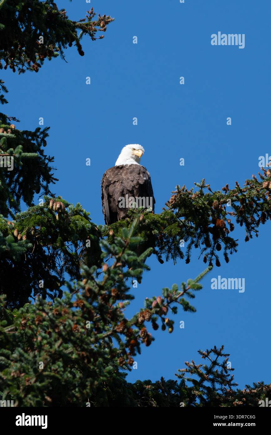 Weißkopfseeadler (Haliaeetus leucocephalus), der auf einem Nadelbaumzweig vor einem klaren blauen Himmel thronte und von der Baumspitze in einem natürlichen Wald herabblickte Stockfoto