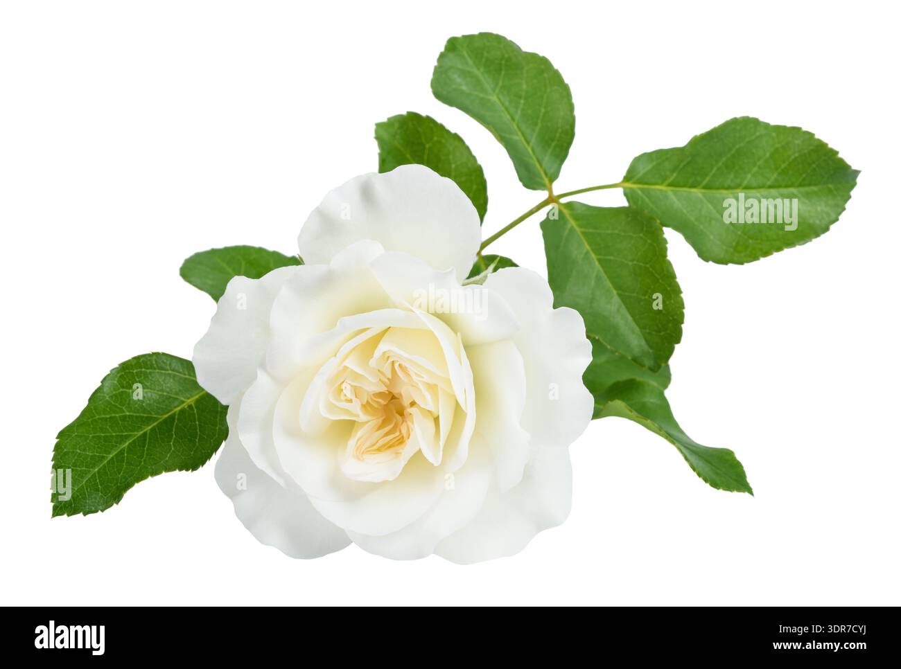 Weiße Rose isoliert auf weißem Hintergrund Stockfoto