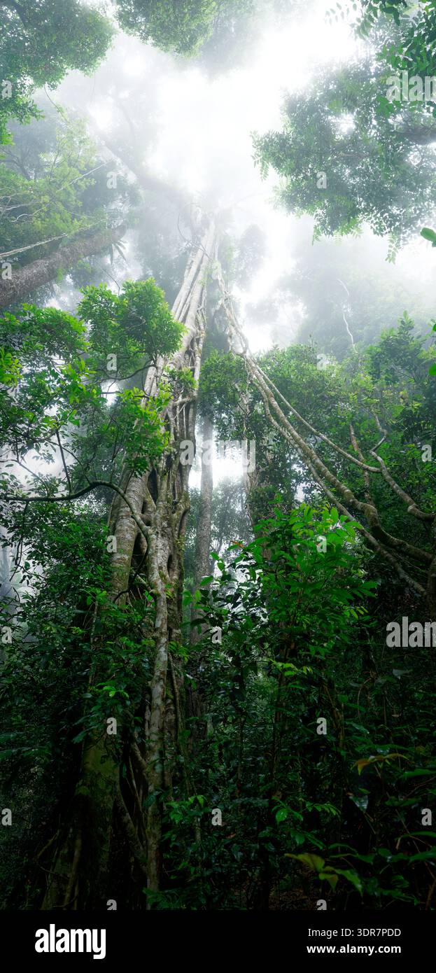 Alter moosbedeckter Baum mit Epiphyten im Lamington National Park, Australien; üppiger subtropischer Regenwald mit Sonnenstrahlen, die durch die Baumkronen filtern, PR Stockfoto