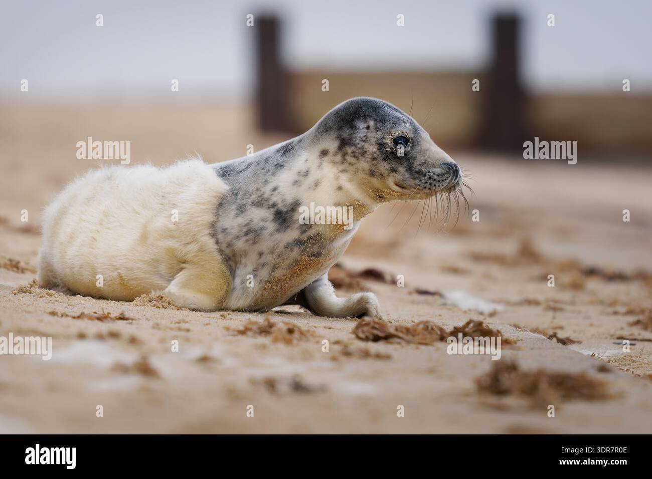 Graurobbenjunges (Halichoerus grypus) am Sandstrand, England, Großbritannien; Jungsäugetiere mit geflecktem Kopf und weichem Fell, Porträt der Tierwelt an der Küste Stockfoto