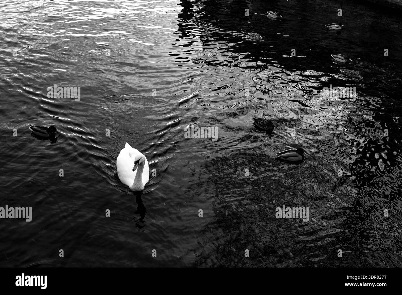 Schwarz-weiß-Foto eines einsamen Schwans, der auf dunklem, strukturiertem Wasser schwimmt. Starker Kontrast und negativer Raum schaffen eine ruhige, emotionale Atmosphäre Stockfoto