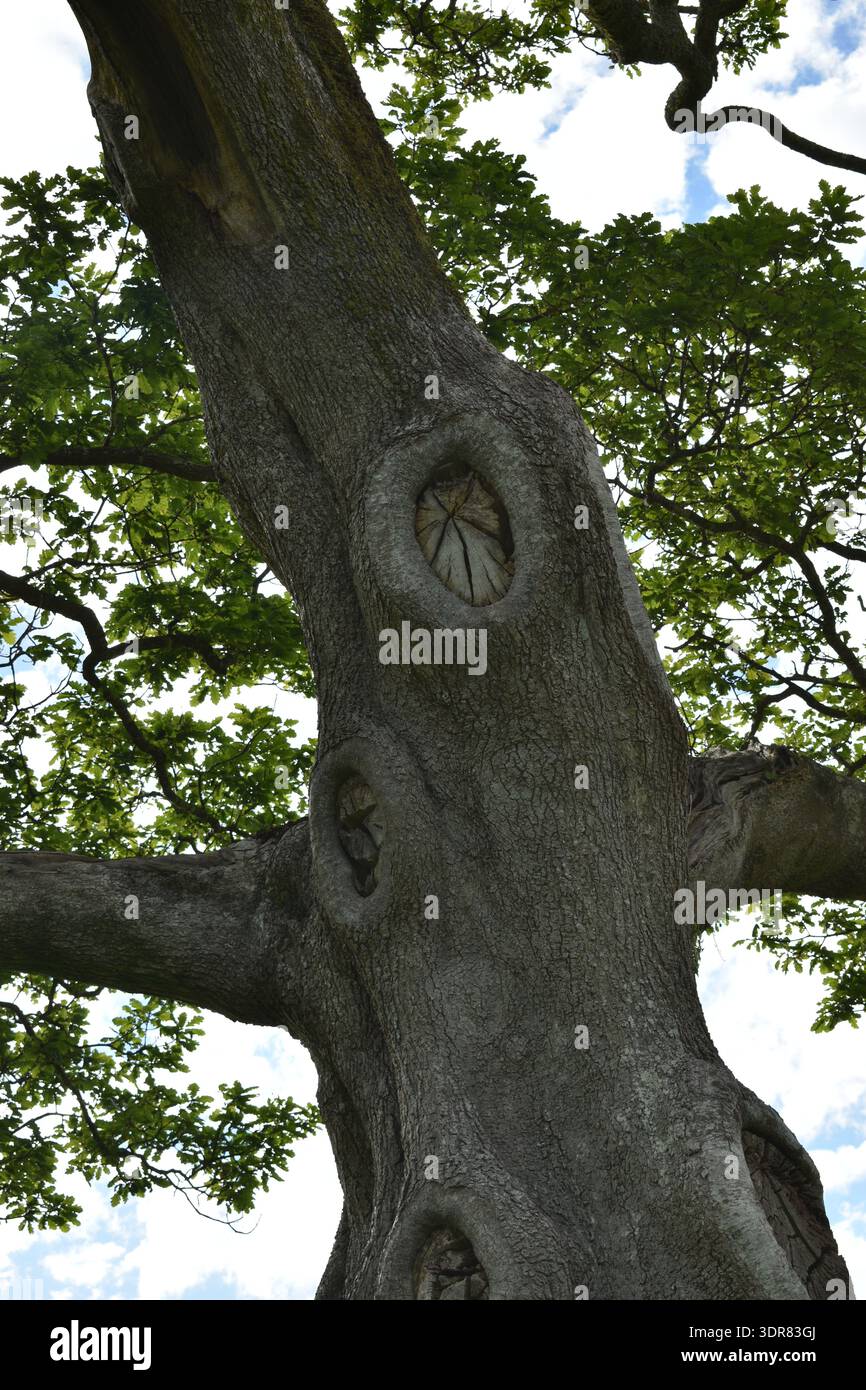 Prächtige alte Eiche (Quercus robur) Stockfoto