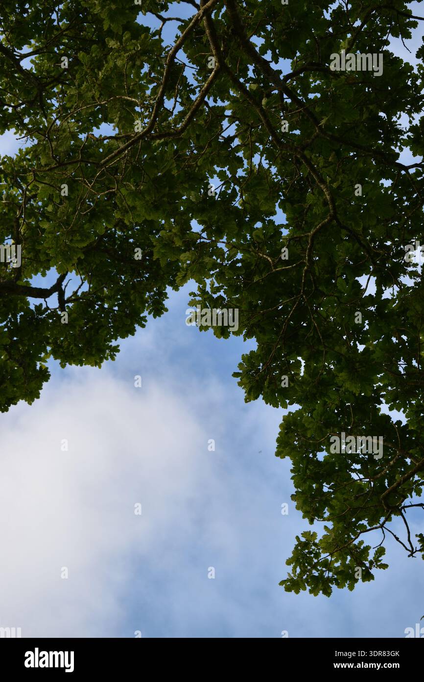 Prächtige alte Eiche (Quercus robur) Stockfoto