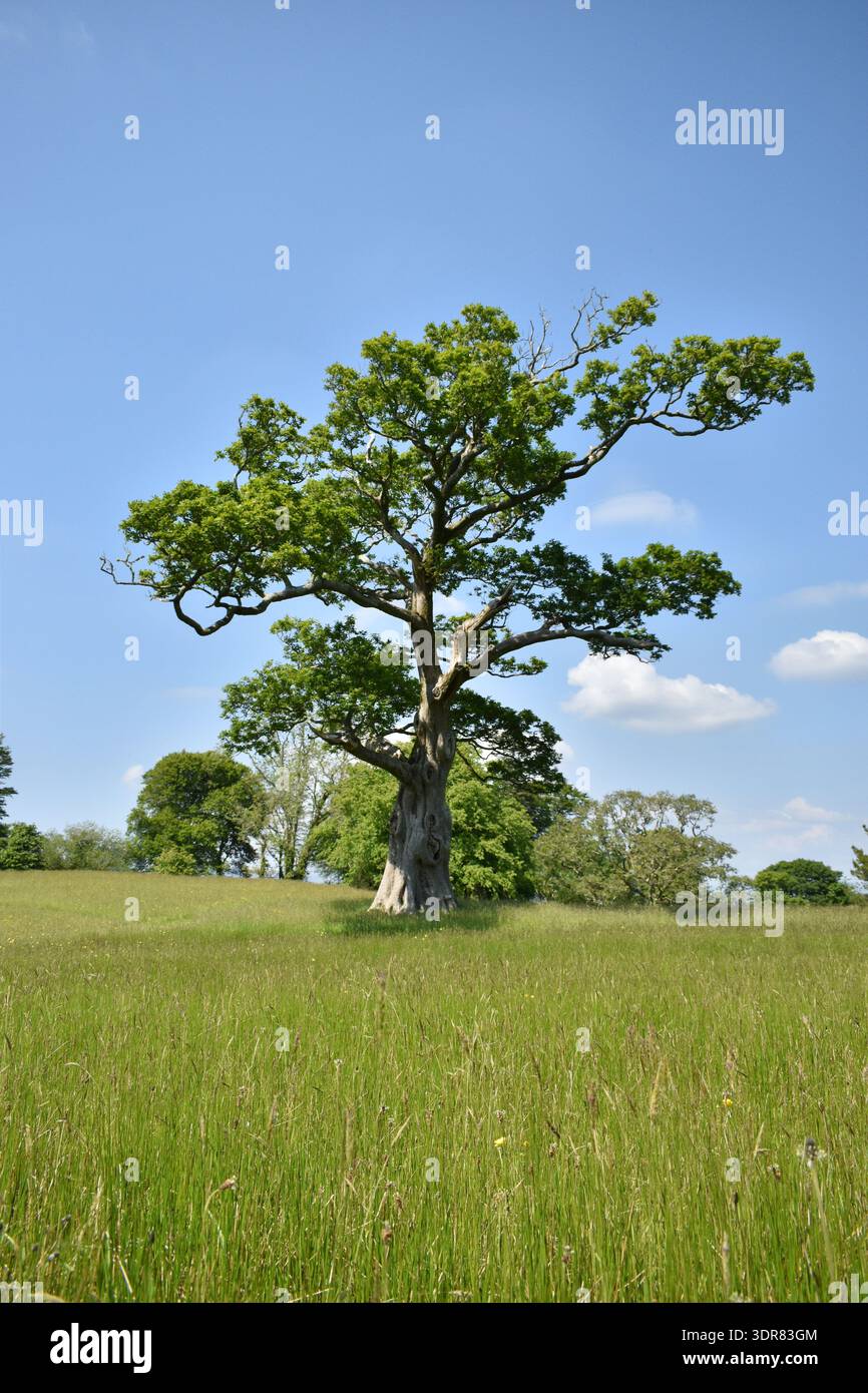 Prächtige alte Eiche (Quercus robur) Stockfoto