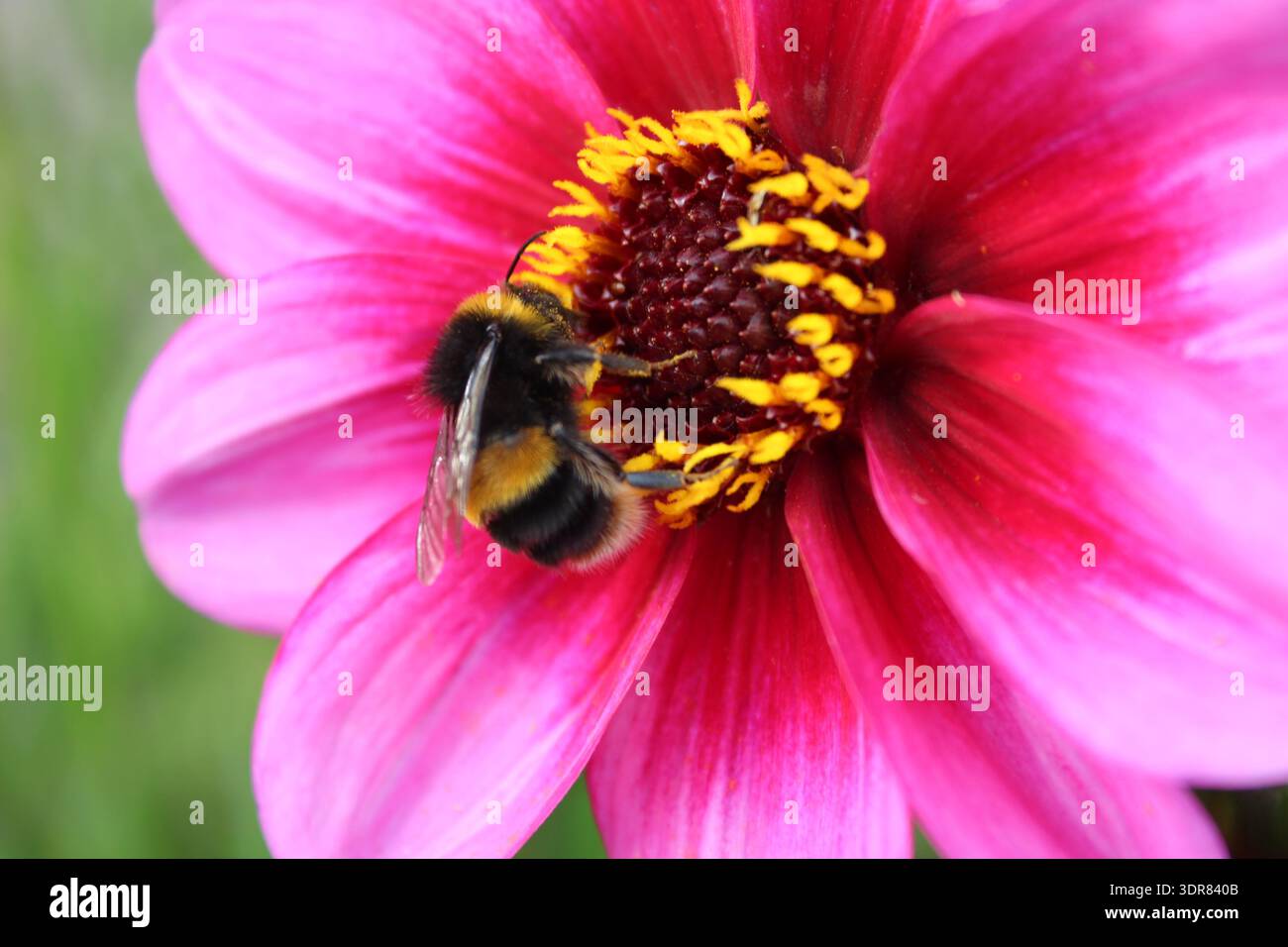 Hummel, die sich aktiv an der zentralen Scheibe einer leuchtenden rosa Dahlienblume ernährt. Stockfoto