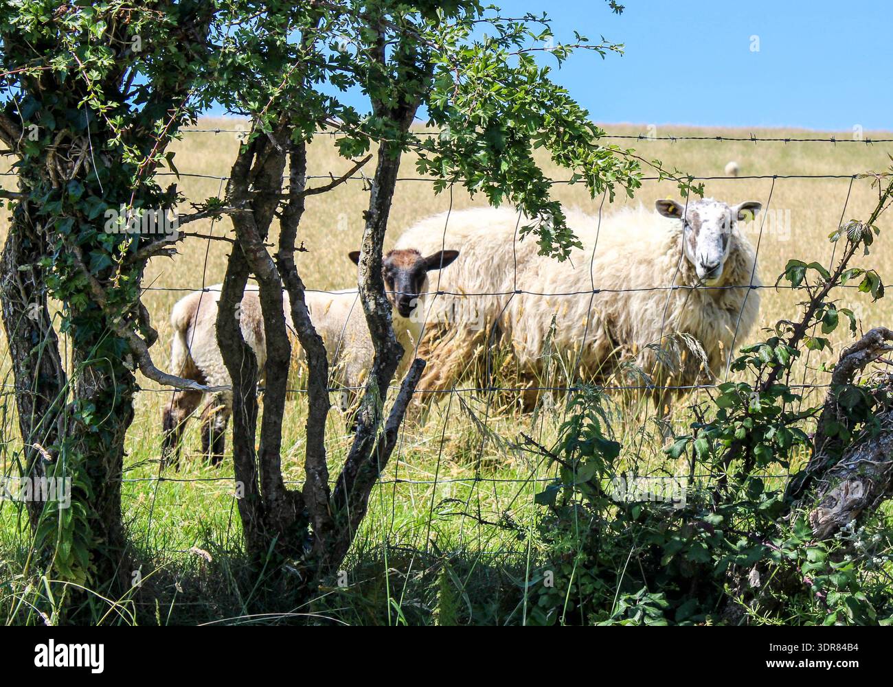 Irisches Schaf und ihr Lamm stehen auf einer sonnendurchfluteten Weide Stockfoto
