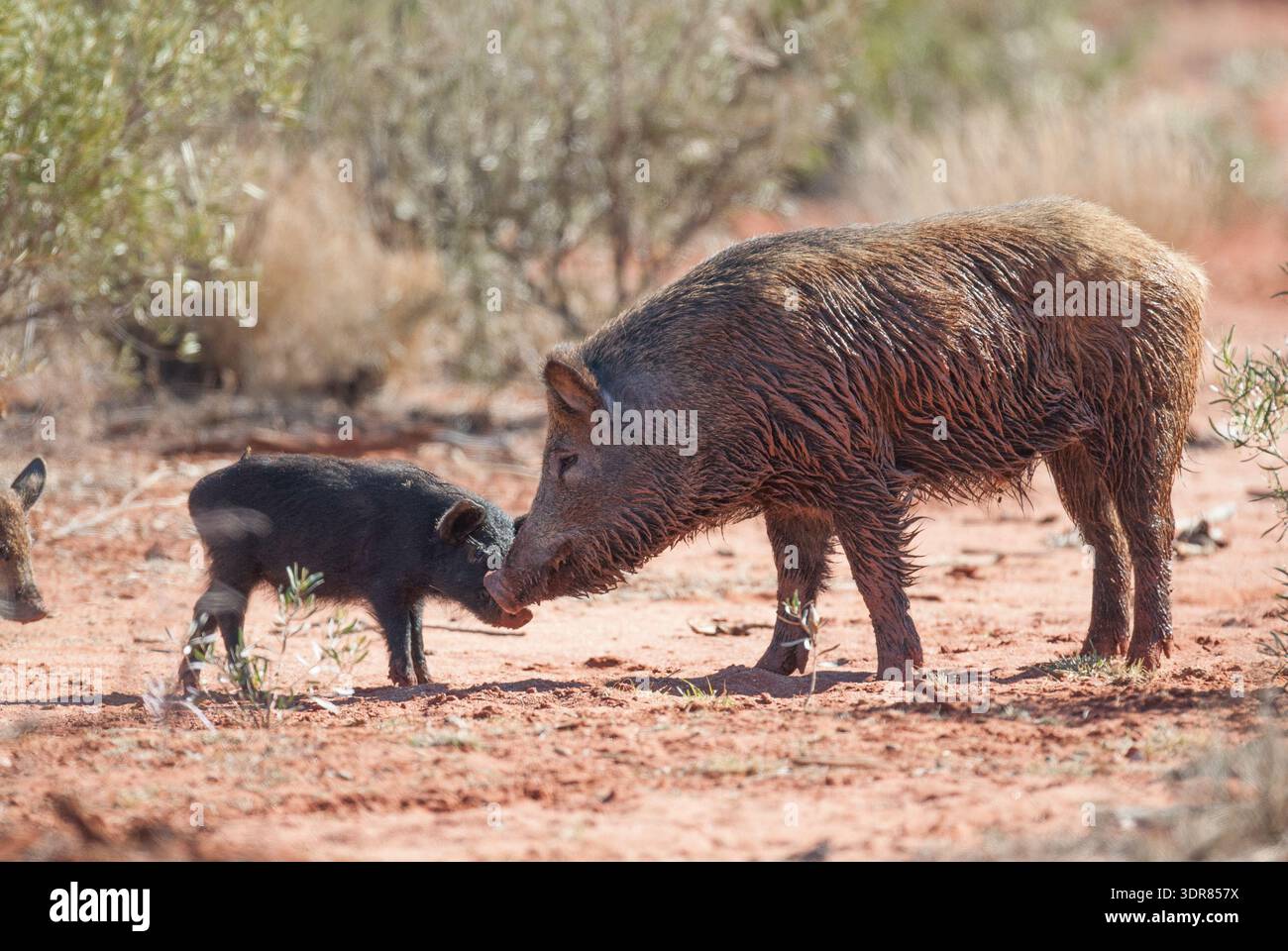 Wilde Wildschweine im Outback Queensland, Australien. Stockfoto