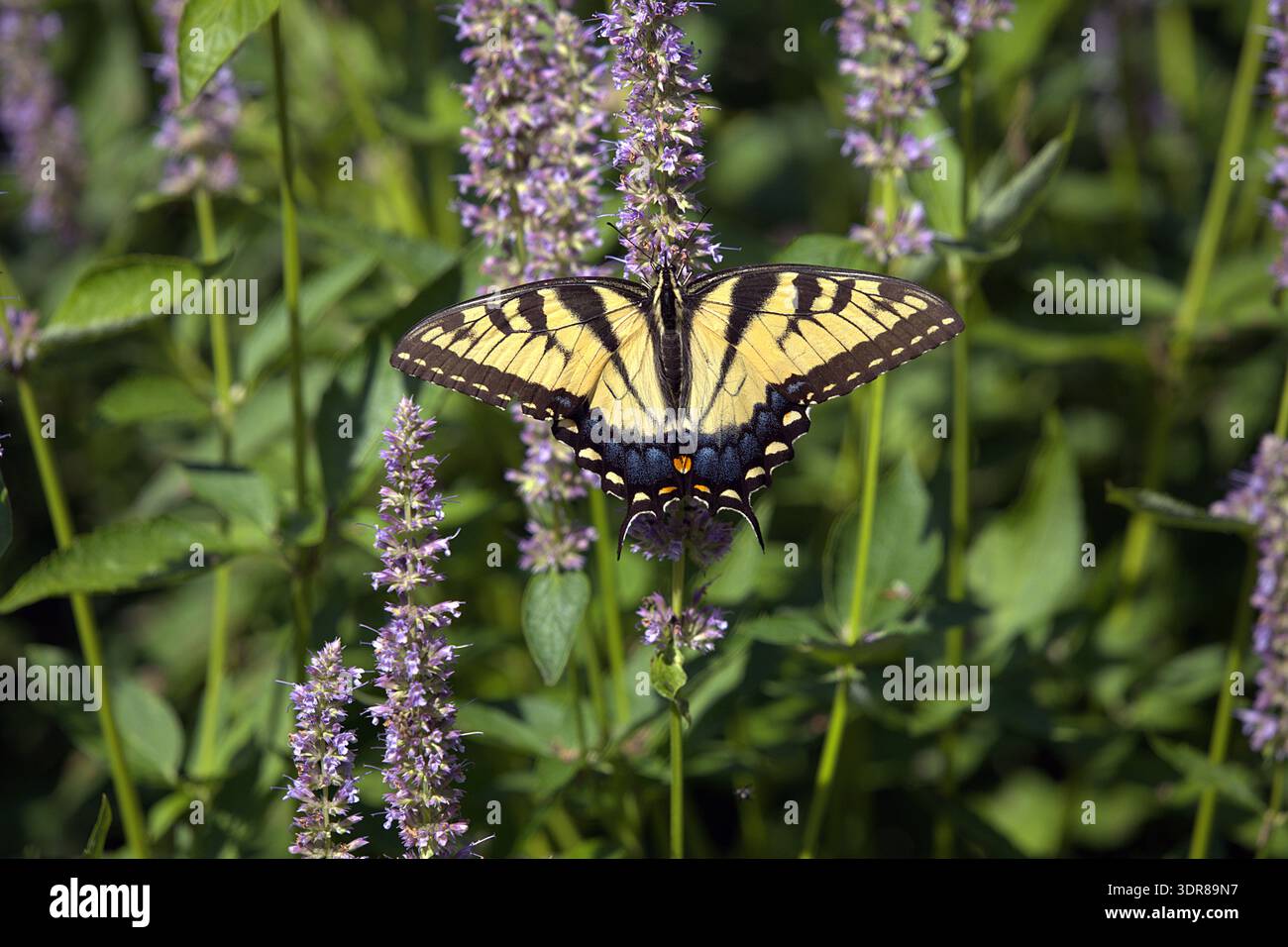 Osttigerschwalbenschwanz (Papilio glaucus), der sich in einem sonnendurchfluteten Garten mit leuchtend gelben Flügeln von violettem Anis Hysop (Agastache foeniculum) ernährt. Stockfoto