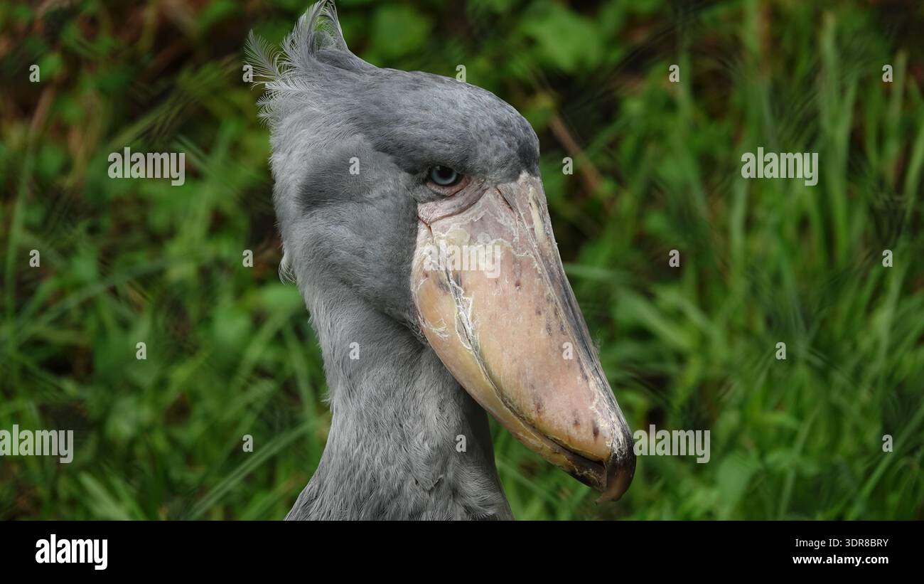 Schuhschnabel Störche Stockfoto