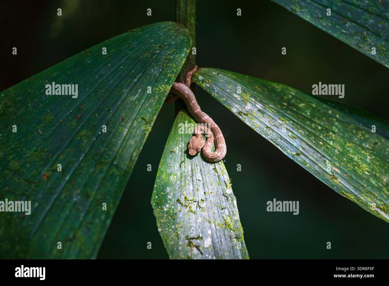 Wimpernviper (Bothriechis schlegelii), Mistico Hanging Bridges Park, Provinz Alajuela, Costa Rica Stockfoto