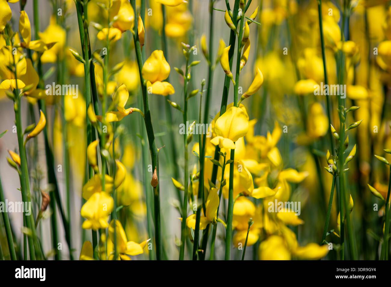 Nahaufnahme der Zweige des Spartium junceum mit seinen dichten gelben Blüten. Stockfoto