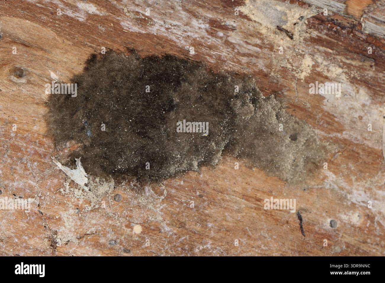 Eiablagerungen von Schwammmotten (Lymantria dispar), auch bekannt als Skull-Capped Tussock. Eier bedeckt mit einer Haarschicht, Borsten aus der fe Stockfoto