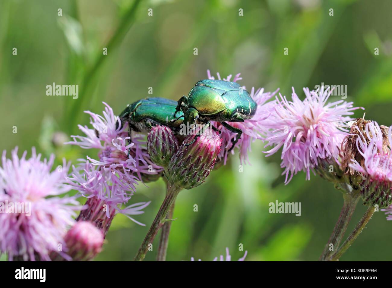 Rosenscheuerkäfer, der Disteln in einer Agrocenose-Umgebung ernährt. Stockfoto
