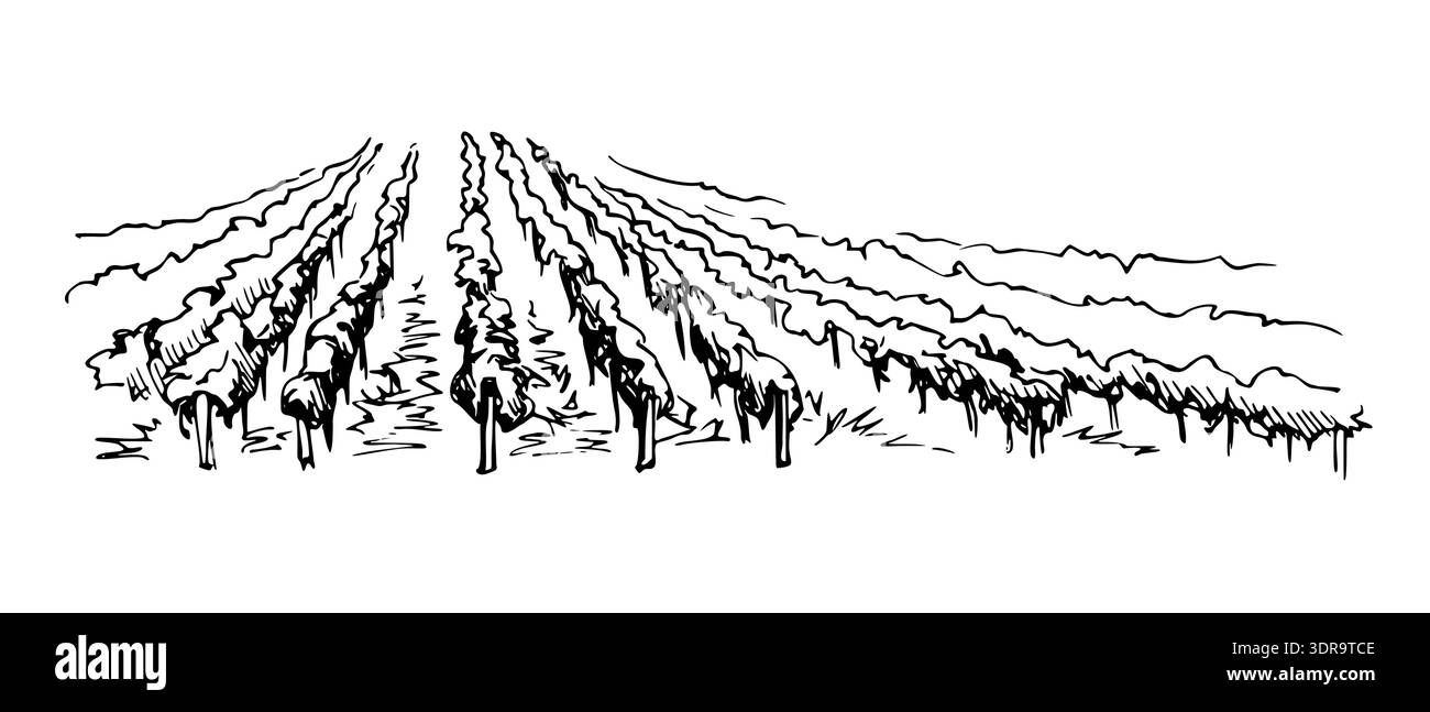 Weinberge, Obstbaumlandschaft, Weinberg-ausblick. Handgezeichnete Vektortinte Illustration für umweltfreundliche Lebensmitteletiketten, Verpackungen, Menüs, Bauernhof Stock Vektor