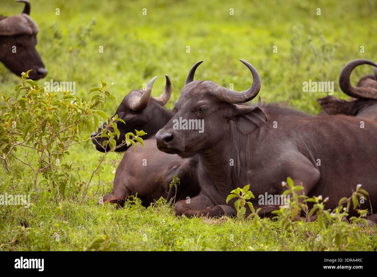 Afrikanische Schwarzbüffel in einer natürlichen Umgebung Stockfoto