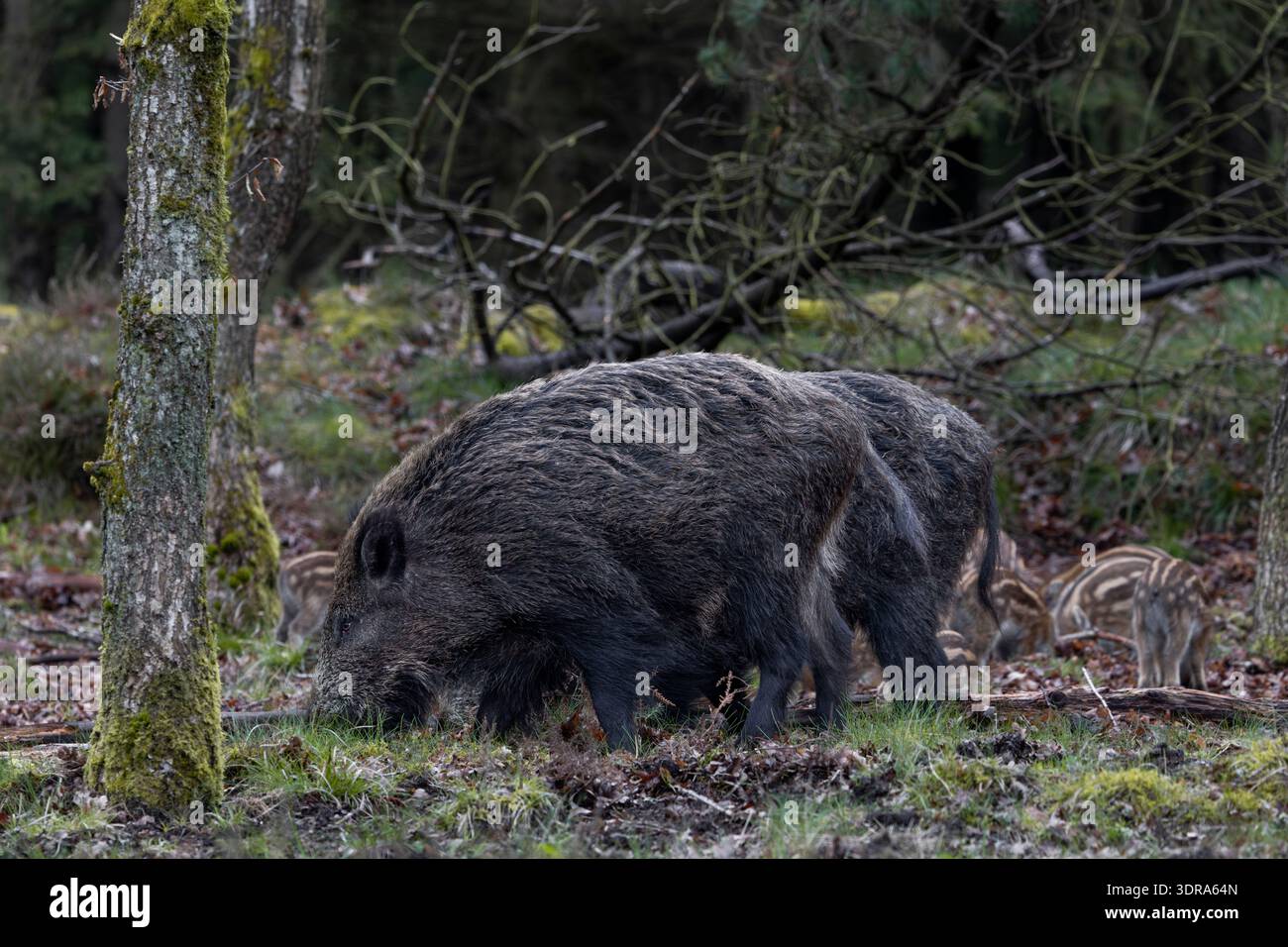Wildschweinbachen und Frischlinge suchen in einem Eichenwald nach Nahrung / Wildschweinsauen und Ferkel auf der Suche nach einem Eichenwald / Sus scrofa Stockfoto