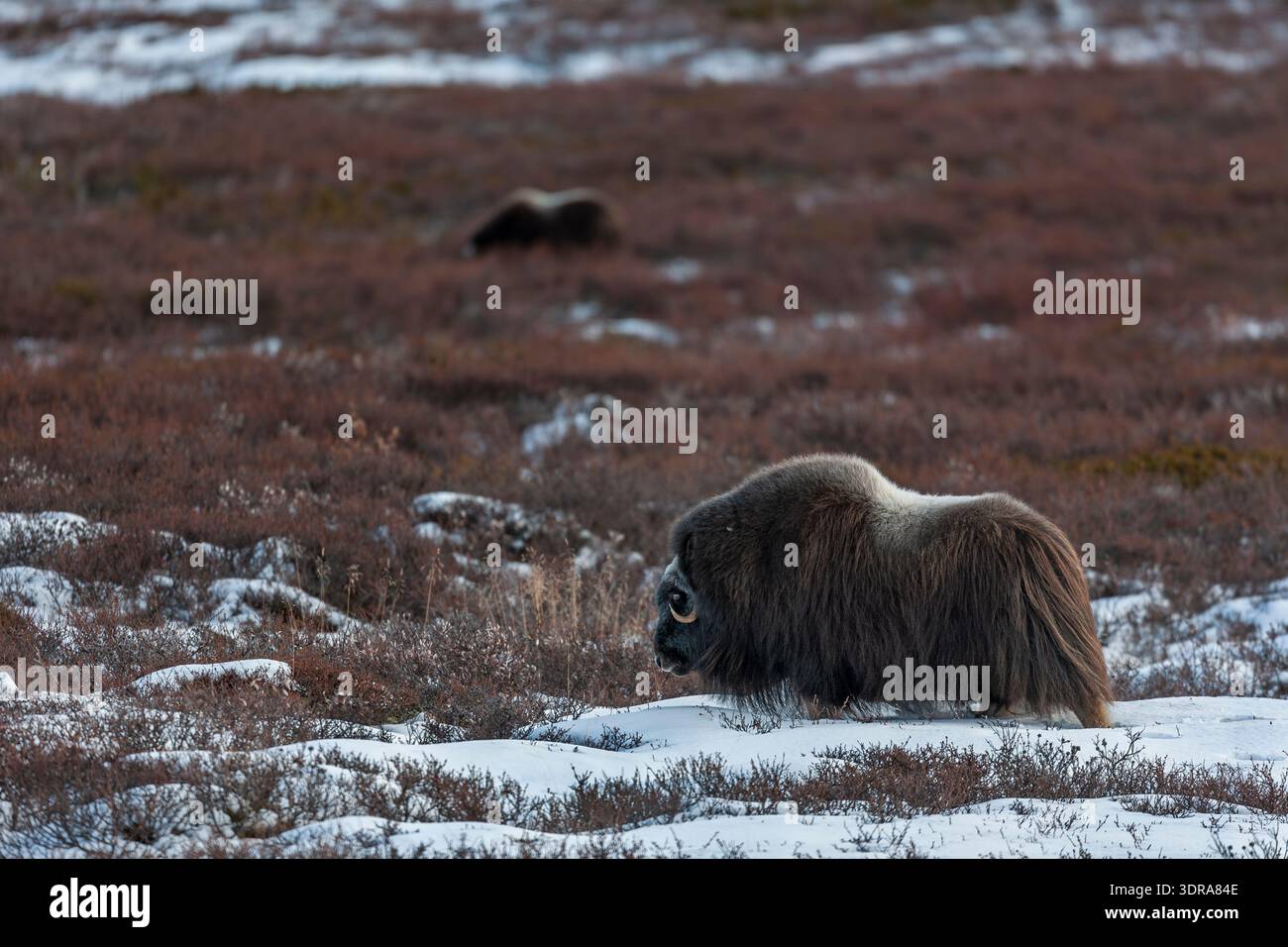 Eine Moschusochsenkuh in der Tundra auf Nahrungssuche / Ovibos moschatus Stockfoto