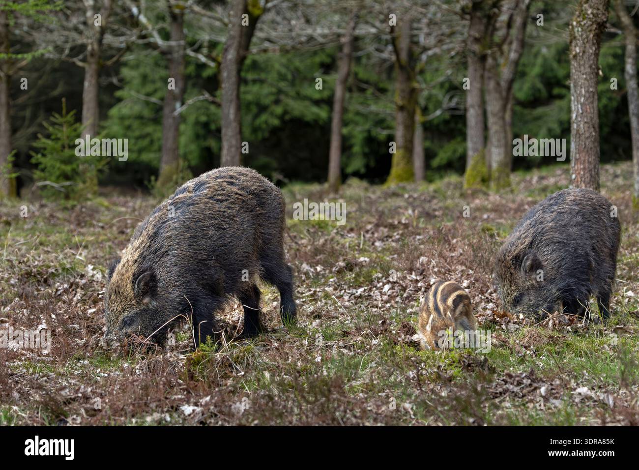 Wildschweinbachen und Frischling in einem Eichenwald auf Nahrungssuche / Wildschweinsauen und Ferkel auf der Suche nach einem Eichenwald / Sus scrofa Stockfoto