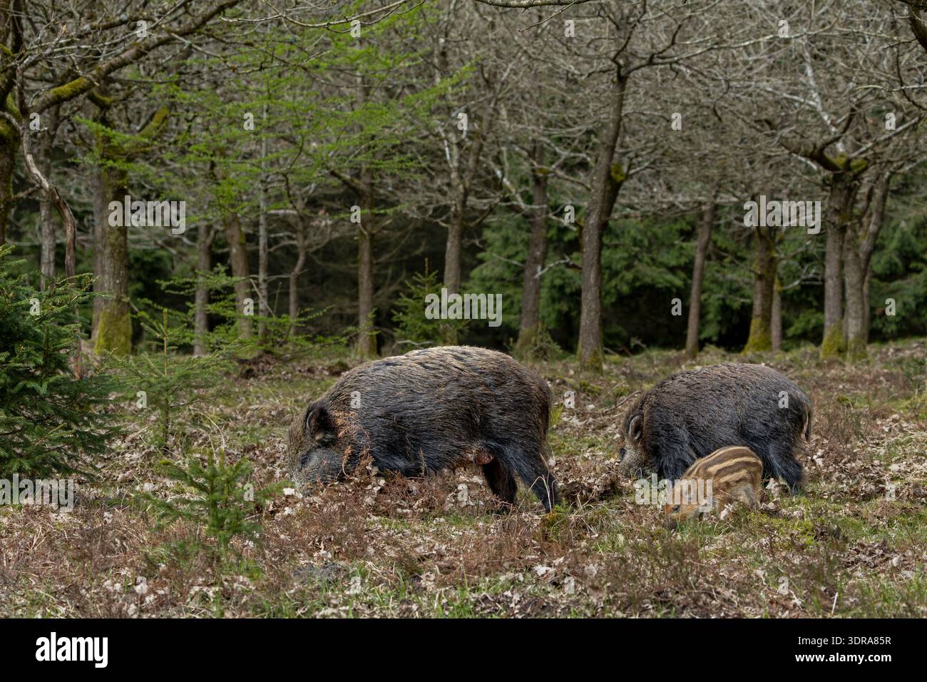 Wildschweinbachen und Frischling in einem Eichenwald auf Nahrungssuche / Wildschweinsauen und Ferkel auf der Suche nach einem Eichenwald / Sus scrofa Stockfoto