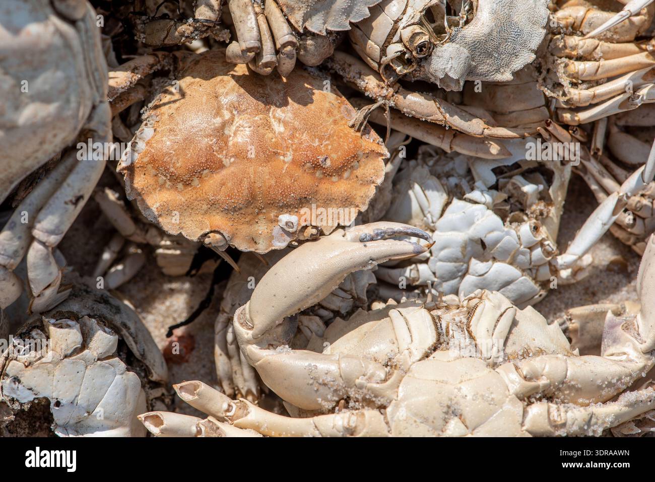 Nahaufnahme eines Haufens von Krabbenschalen, die gesammelt, gestorben und am Ufer gespült wurden Stockfoto