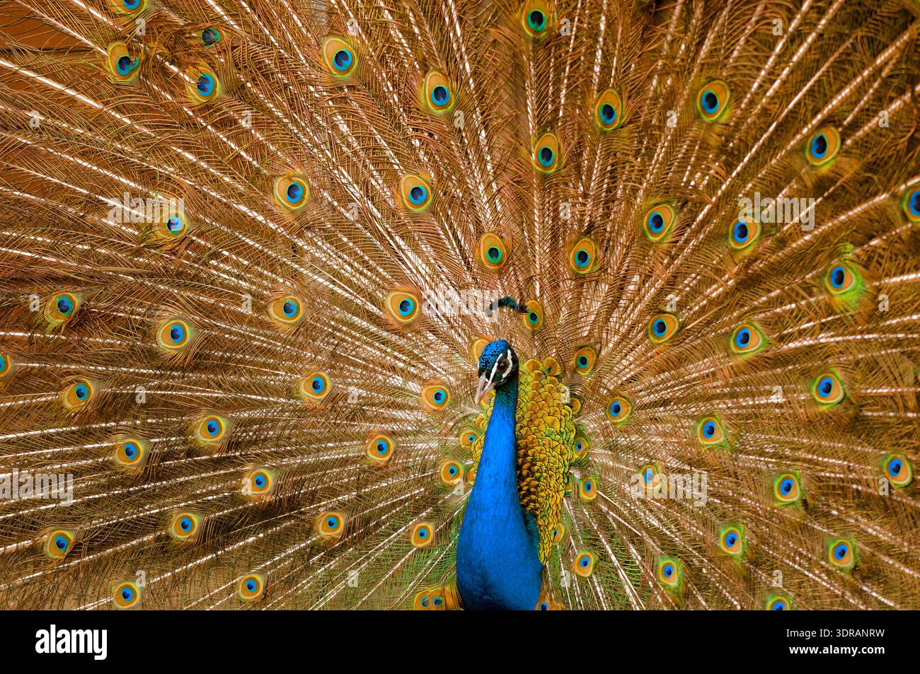 Ein männlicher Pfau mit dem aufgefächerten Rad seiner Schwanzfedern während der Balz Stockfoto