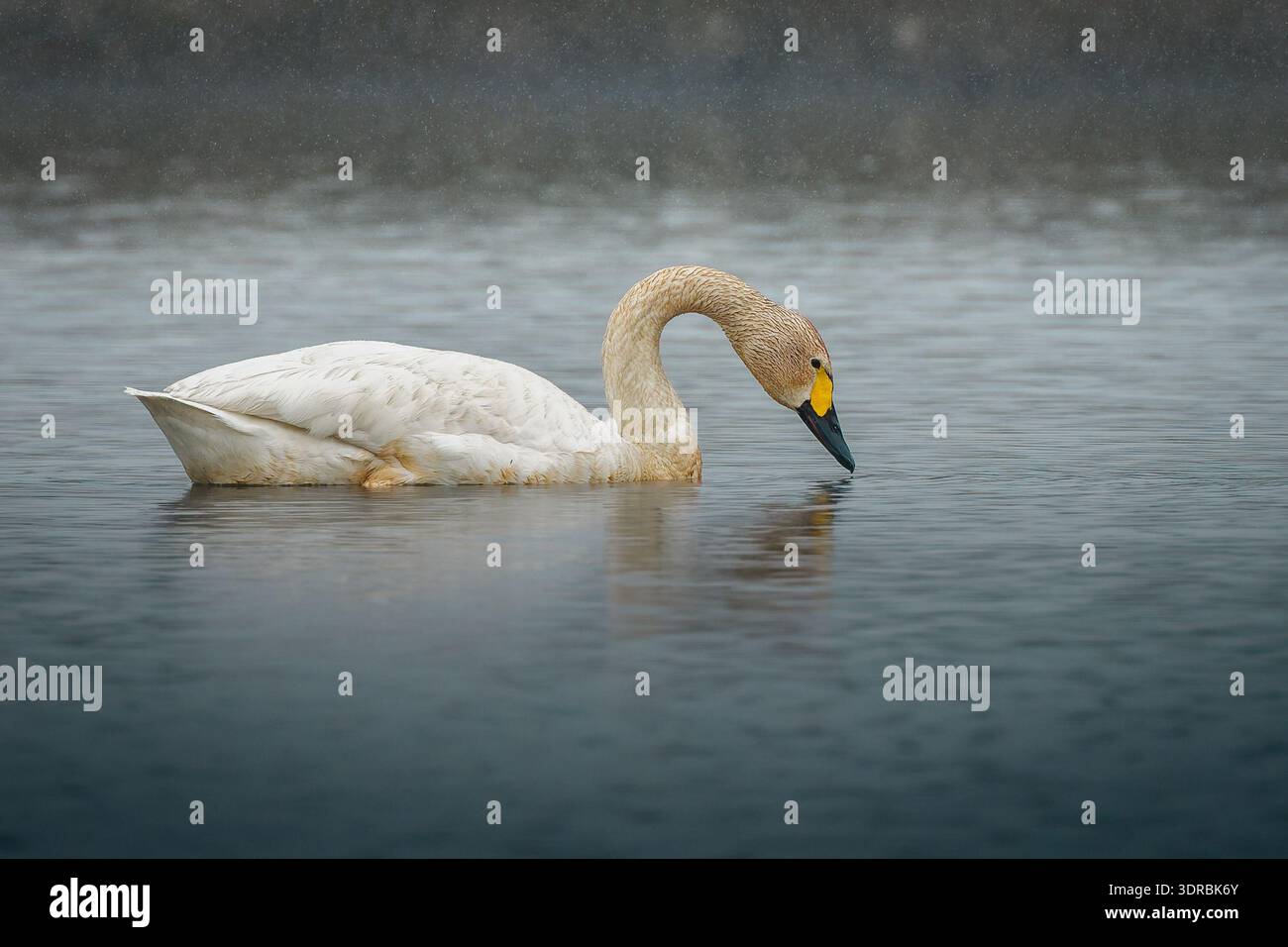 - Tundra Swan Cygnus columbianus ruht auf dem regnerischen Taiwan Feuchtgebiet Stockfoto
