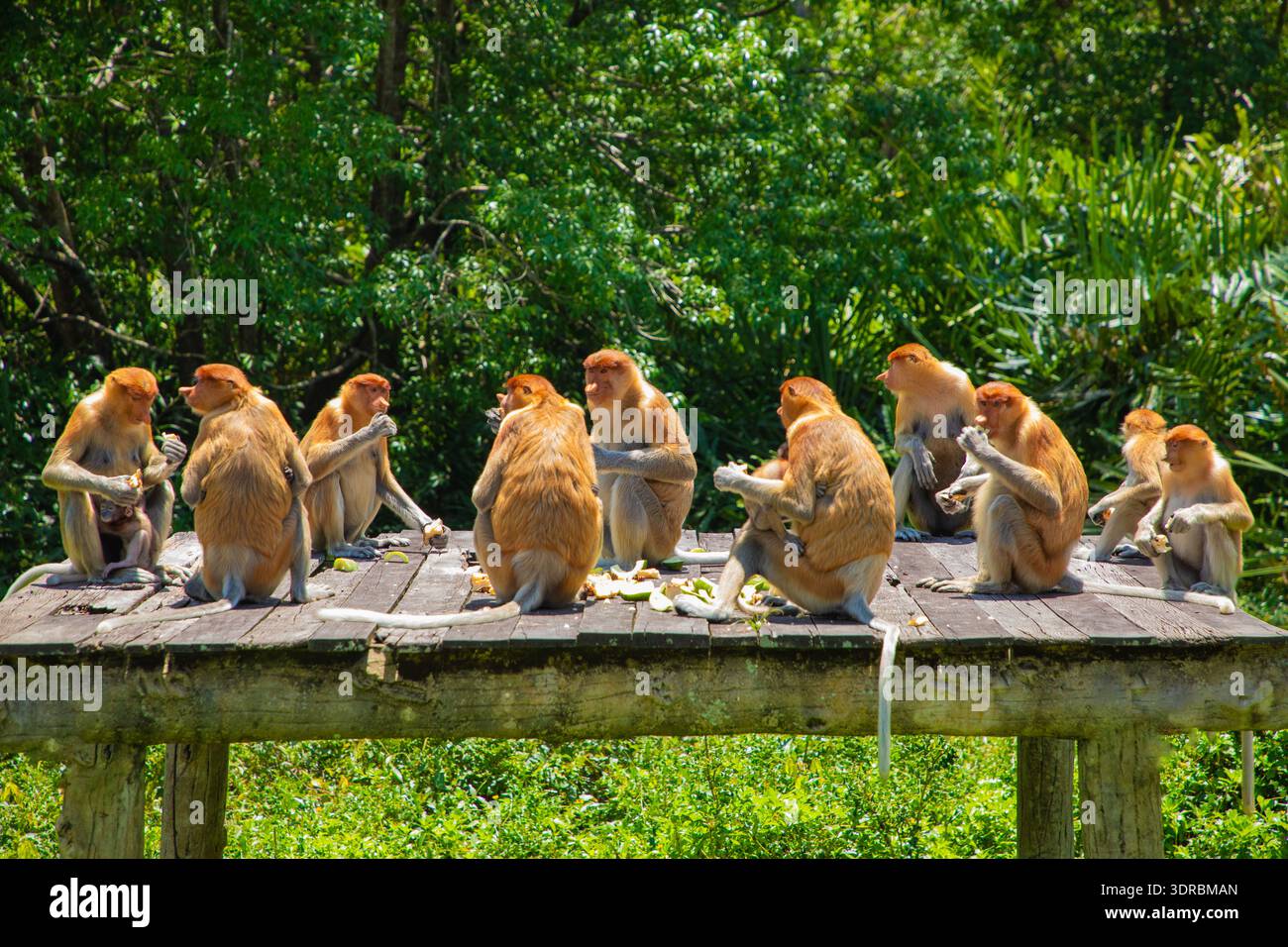 Proboscis Monkey Nasalis larvatus im Mangrovenregenwald Stockfoto