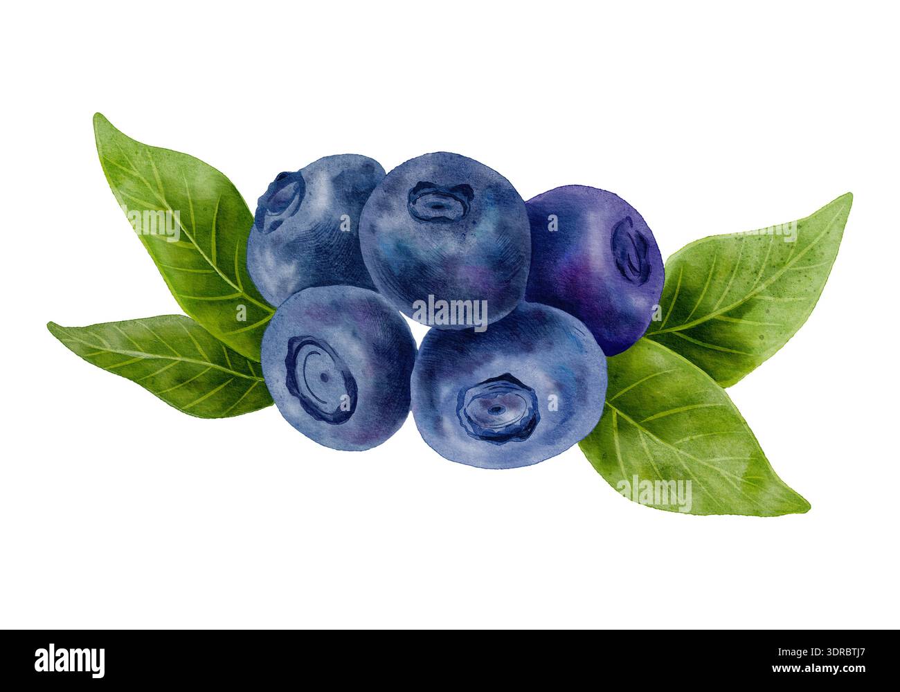 Blaubeere Aquarellillustration, handgemalte reife Beeren mit grünen Blättern isoliert auf hellem Hintergrund. Realistische botanische Kunst für Verpackungen Stockfoto
