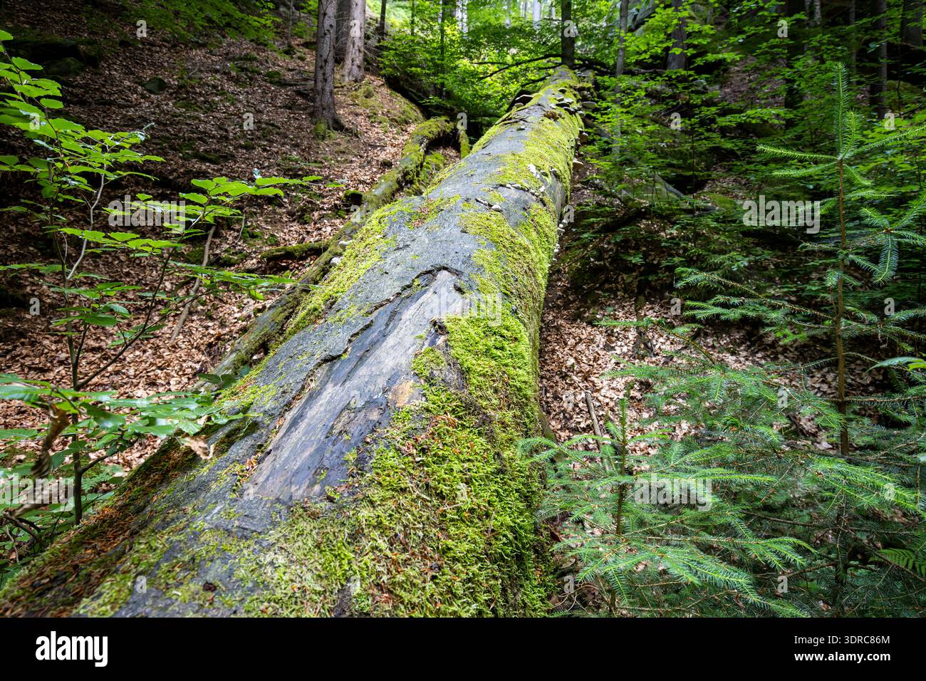 Impressionen aus dem Wald Stockfoto