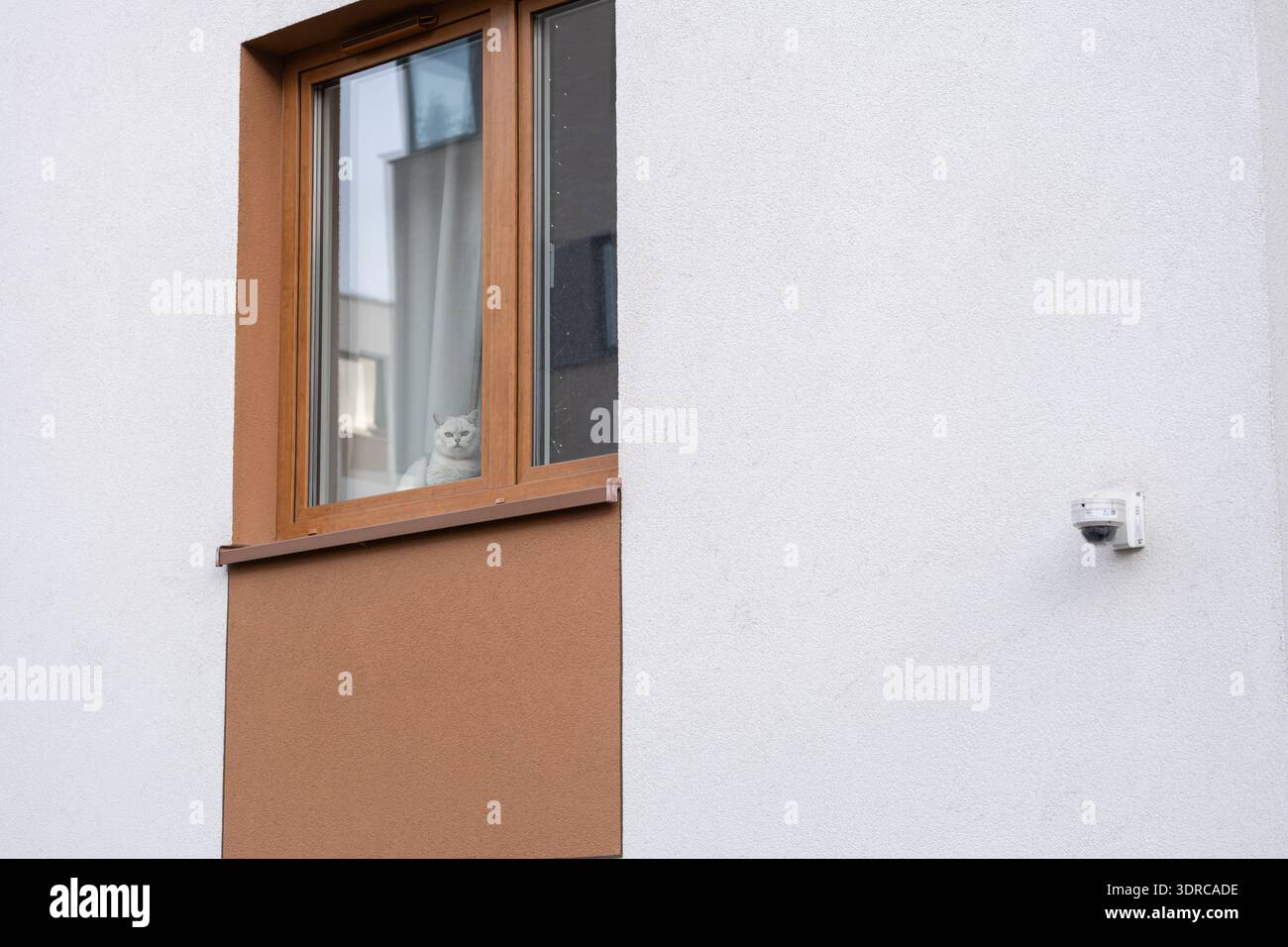 Hauskatze mit Blick durch ein Apartmentfenster in einer modernen Wohnhausfassade. Ruhige urbane Szene, die Haustier zu Hause, den Alltag in der Stadt, ein zeigt Stockfoto