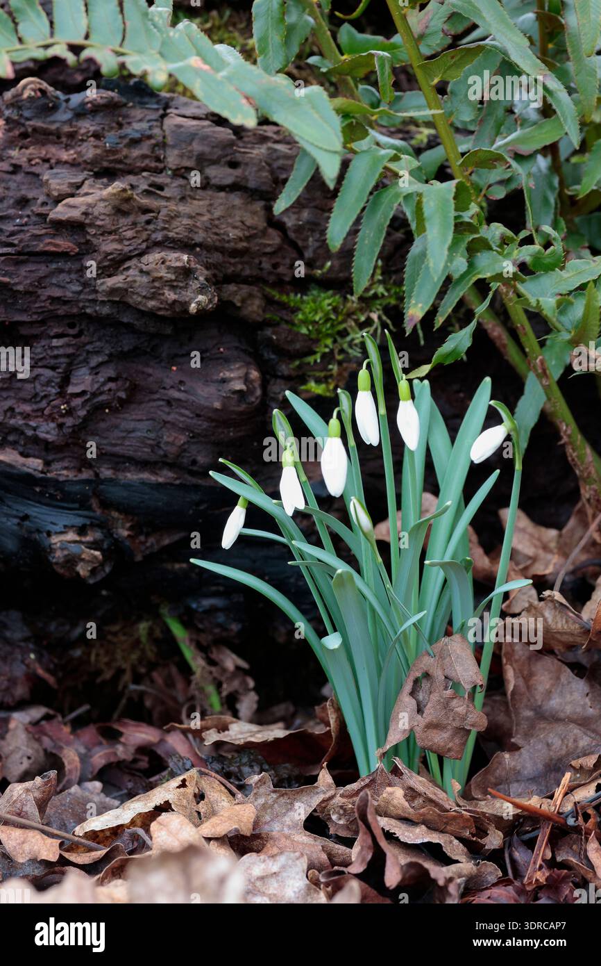 Schneeglöckchen Galanthus nivalis, im späten Winter blühende Pflanze im Frühfrühling, die weiße Blüten auf graugrünen Einzelstielen und schmalen Basalblättern herabhängt Stockfoto