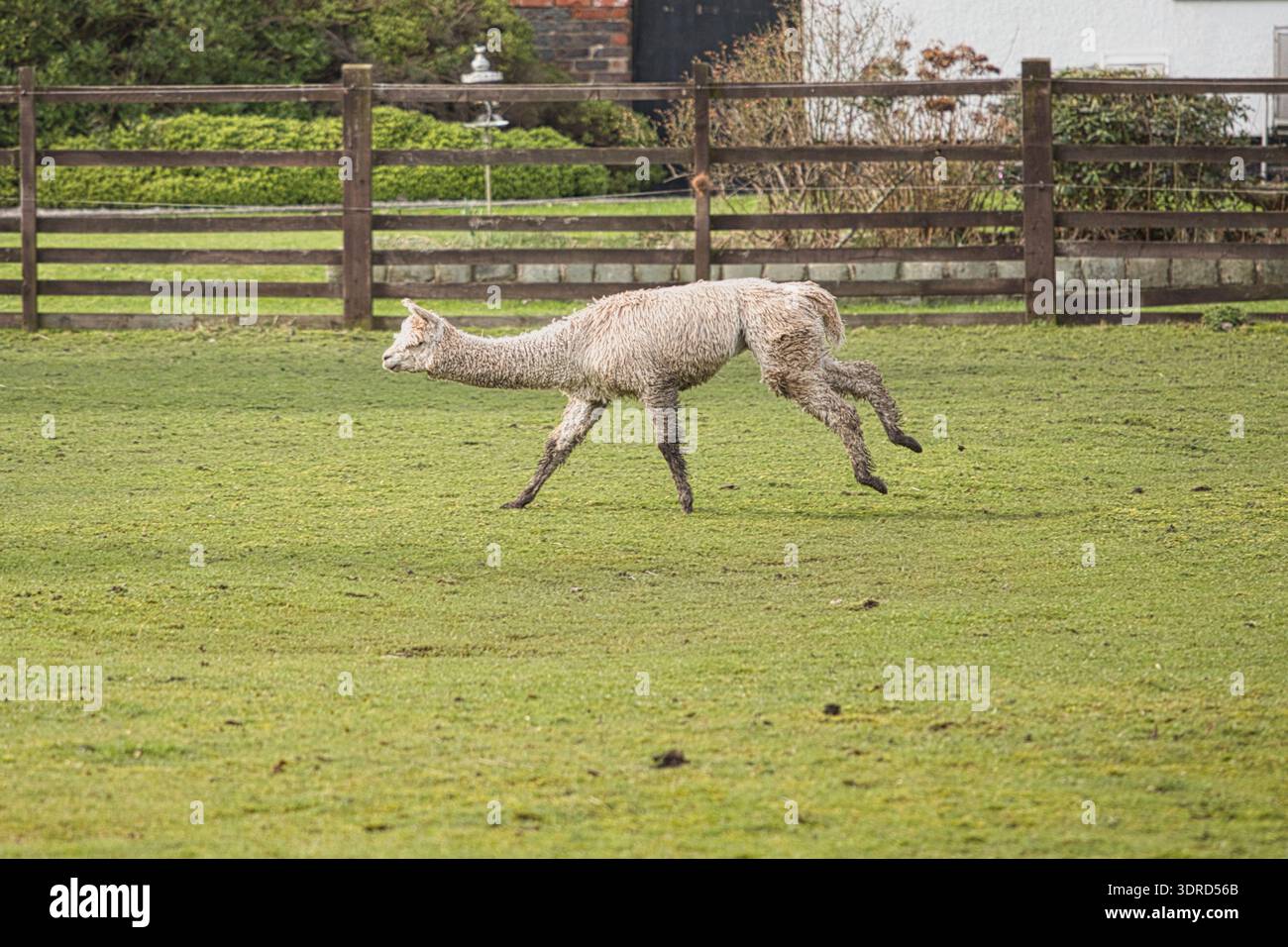 Galoppierendes Alpaka Stockfoto