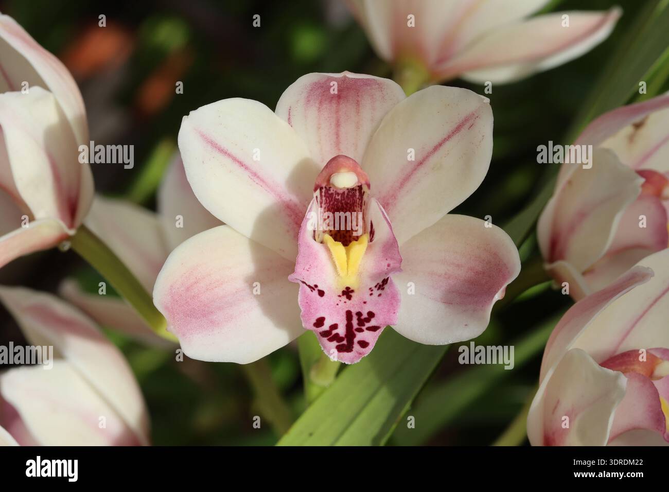 Nahaufnahme einzelner Orchideenblüten mit blassem Creme mit rosa Markierungen. Lippe in blassrosa mit burgunderrot-braunen Sprenkeln. Cymbidium Orchid Stockfoto