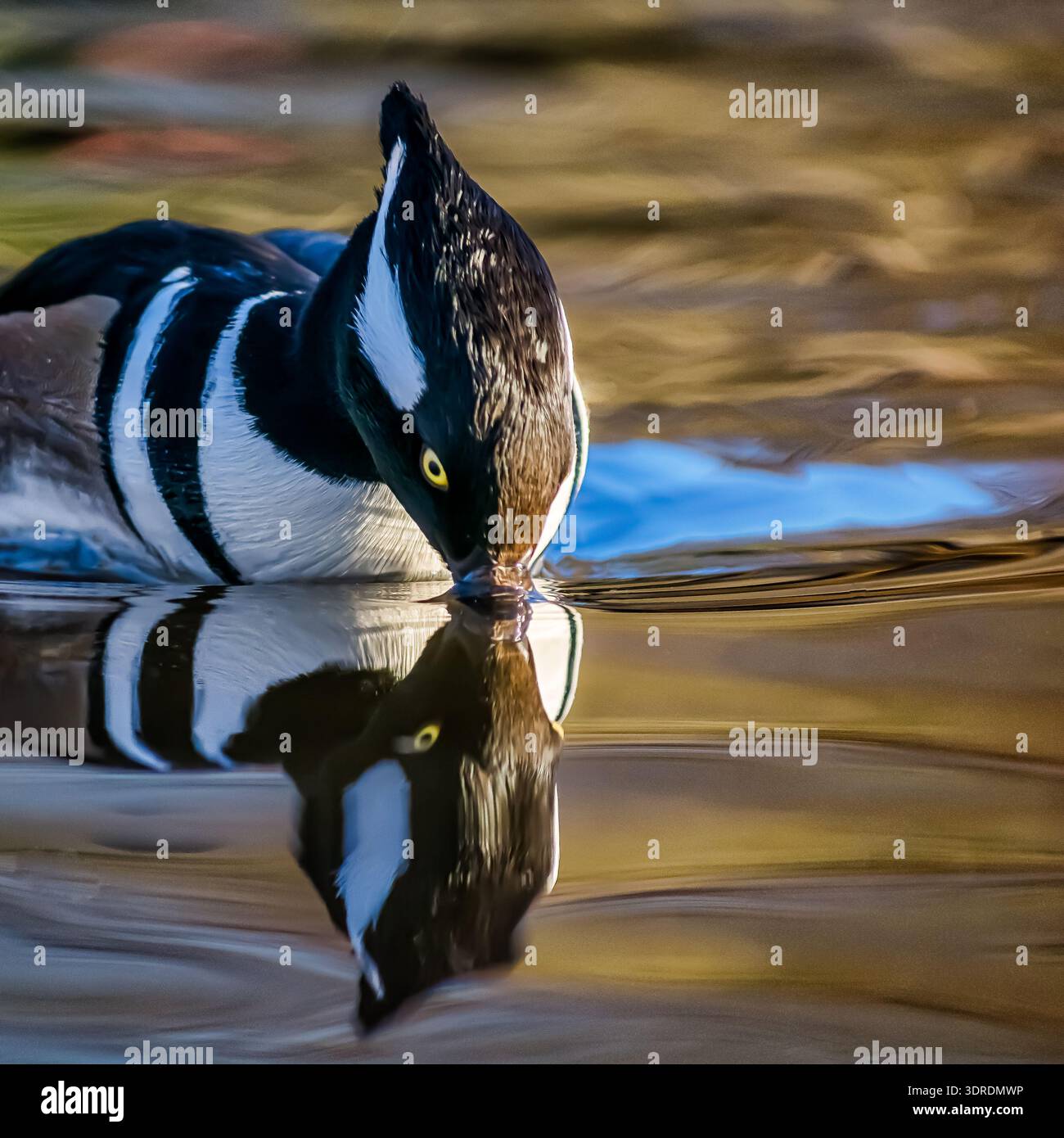 Ein goldgelbes Auge mit seinem Schnabel im See, das sich wunderschön spiegelt. Stockfoto