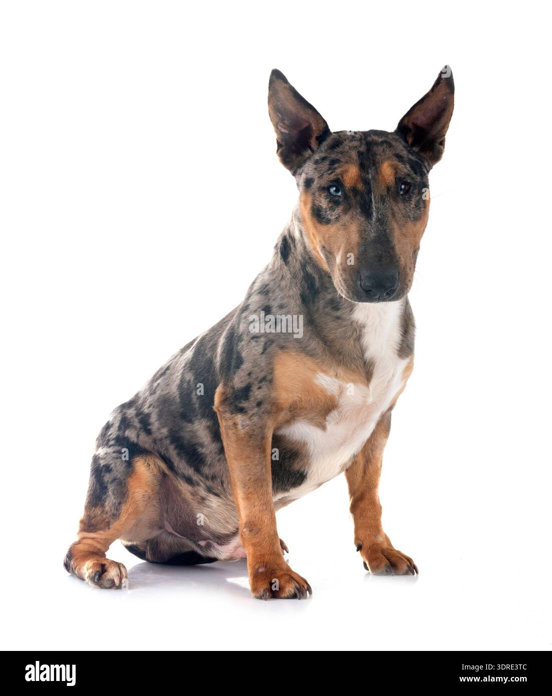 Miniatur Bull Terrier vor weißem Hintergrund Stockfoto