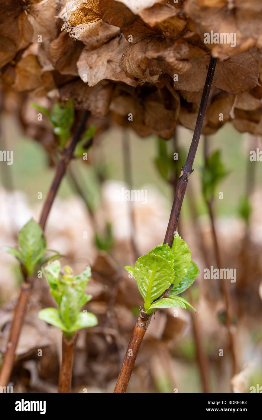 Der tote Blumenkopf schützt das neue Wachstum der Hortensie vor Frost Stockfoto