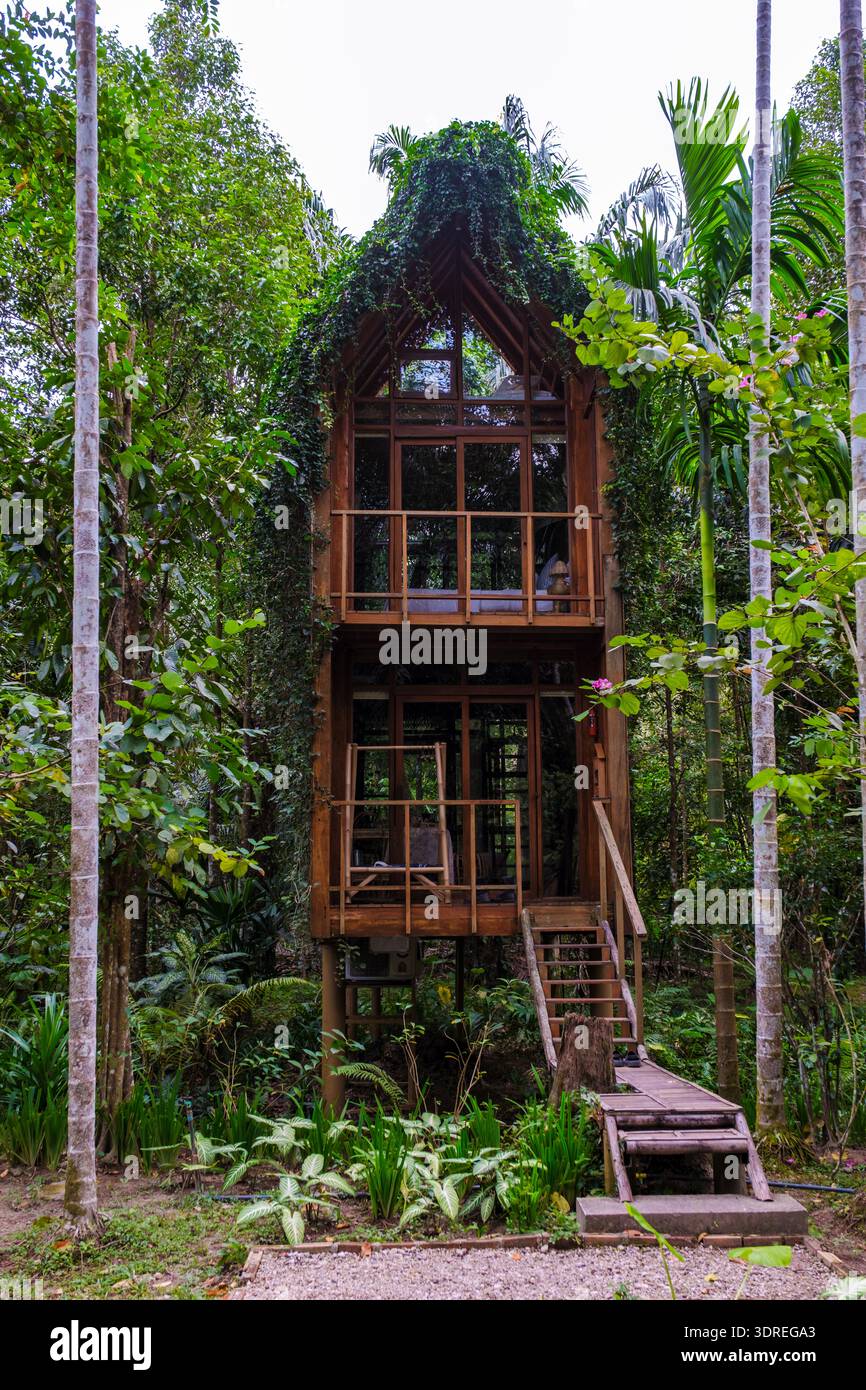 Entdecken Sie ein einzigartiges Holzbaumhaus umgeben von üppigem Grün im Dschungel-Regenwald Stockfoto