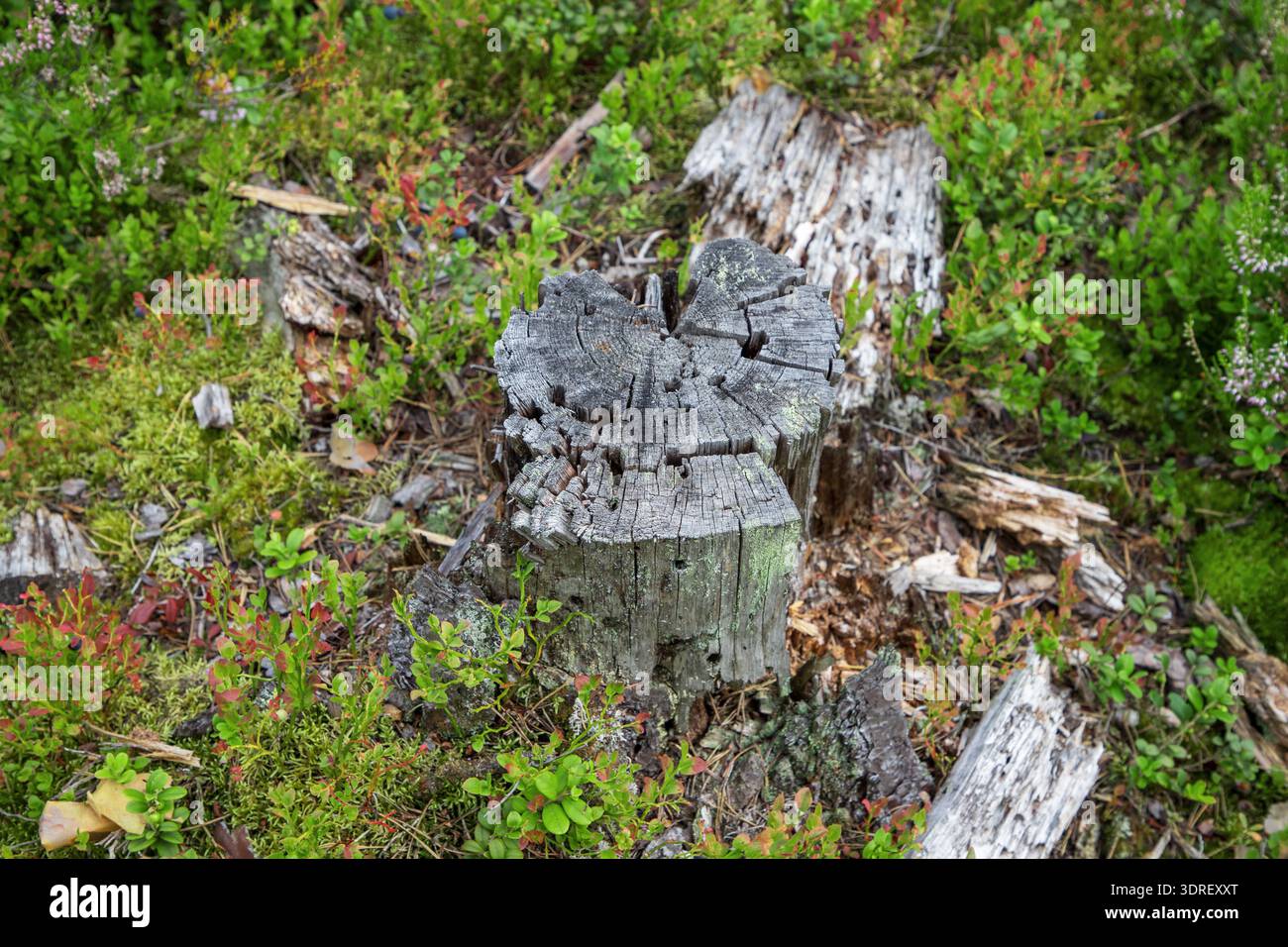 Alte graue verwitterte Baumstümpfe im nordeuropäischen Wald. Entwaldung aus Sicherheitsgründen Stockfoto