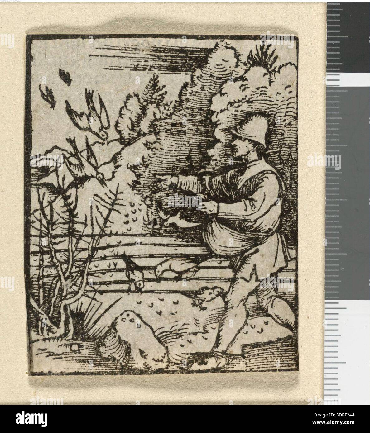 Diese um 1503 entstandene Holzschnitt-Buchillustration zeigt das Gleichnis vom Sämann aus einem unveröffentlichten Plenarium oder Postilla. Das Bild zeigt links einen Landwirt, der Samen auf einem Feld sät, während Vögel sie pflücken, begleitet von einem Buchdrucktext auf der Rückseite. Der Holzschnitt zeigt die europäische religiöse Illustration der frühen Renaissance und kombiniert erzählerische Geschichten, Komposition und visuelle Symbolik, um biblische Lehren und landwirtschaftliche Bilder zu vermitteln. Stockfoto