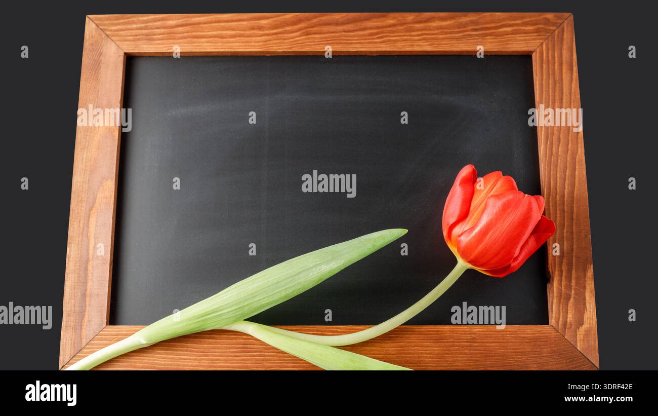 Rote Tulpenblüte auf dunkler Tafel. Grußworte leere Blumenkarte Mockup. Leerer Holzrahmen mit Kopierraum Stockfoto