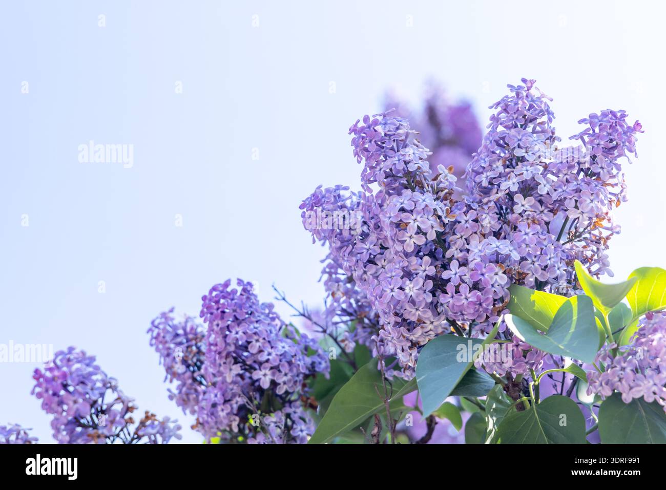 Eine wunderschöne Ansammlung blühender Fliederblüten Stockfoto