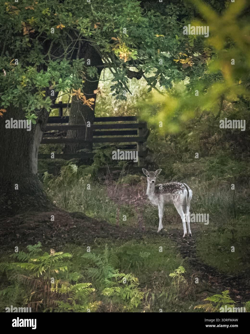 Junge Damhirsche, die unter Waldbäumen auf schattigen Waldwegen in Leicestershire stehen Stockfoto